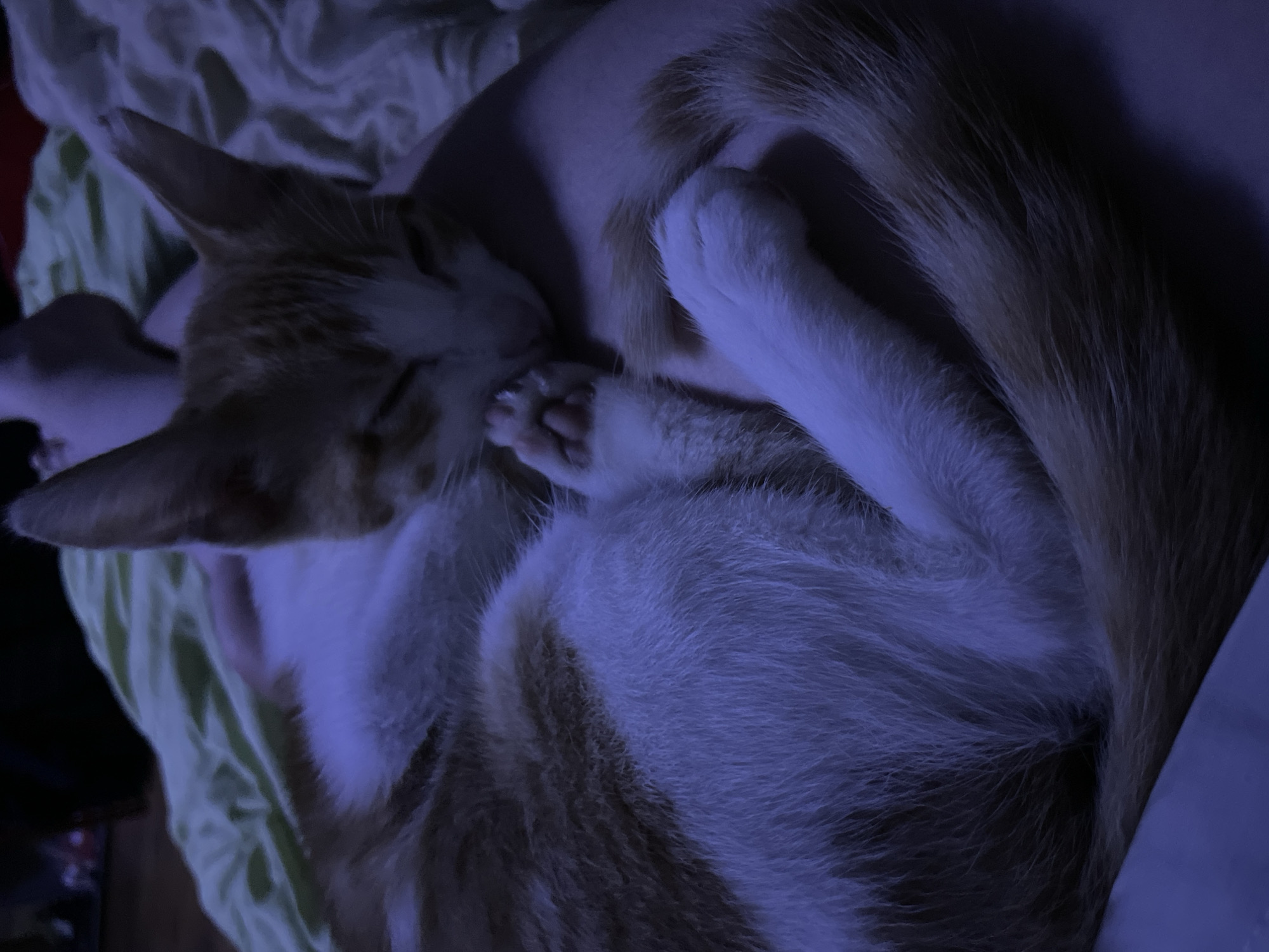 Cats, chandeliers, and a full moon in Aktau at night