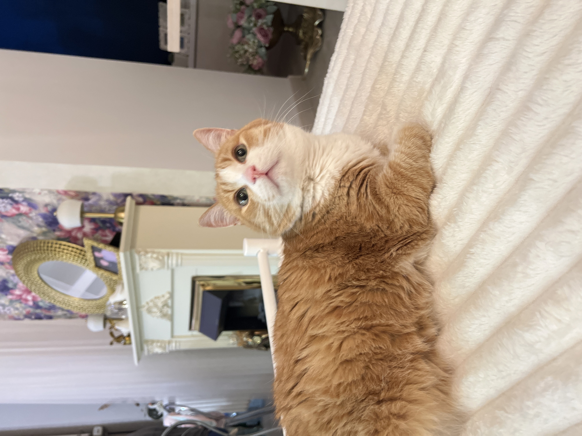 Domestic life documented in Chaikovsky: pets, pizza, portraits