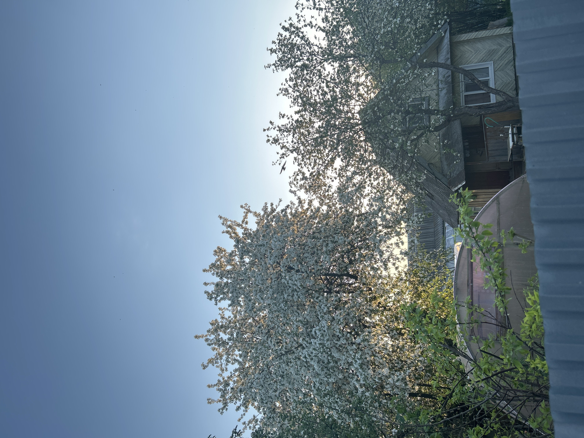 Apple trees bloom in rural Bashur, Russia village scene