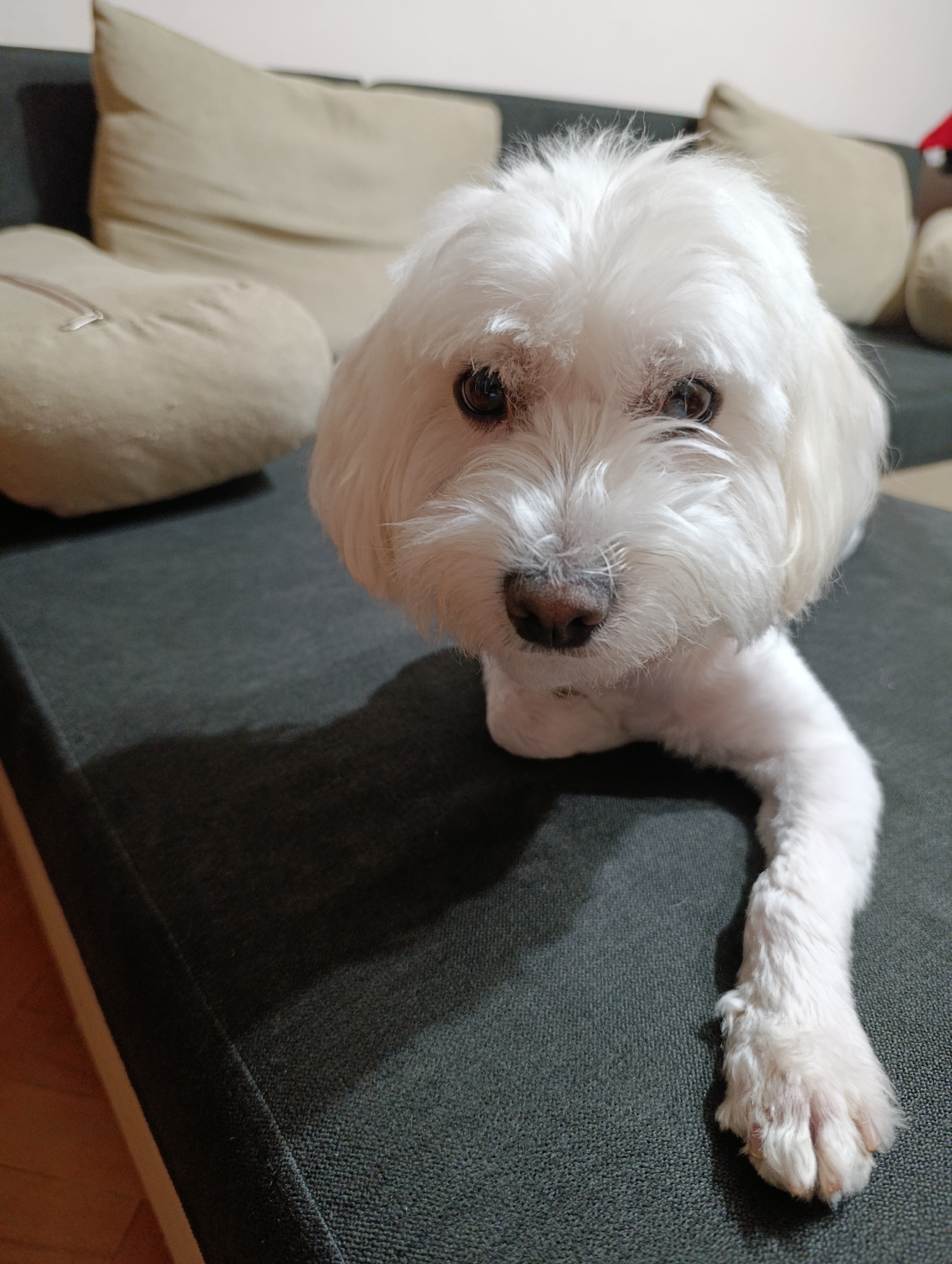 Quiet domestic moments with pet dog documented in Razgrad