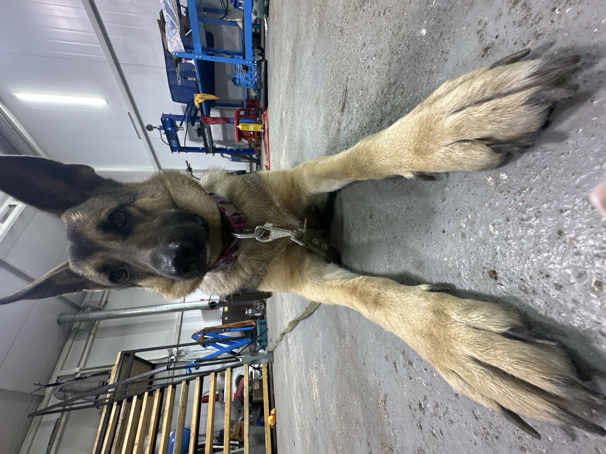 German Shepherd hangs out in a Blagoveshchensk garage