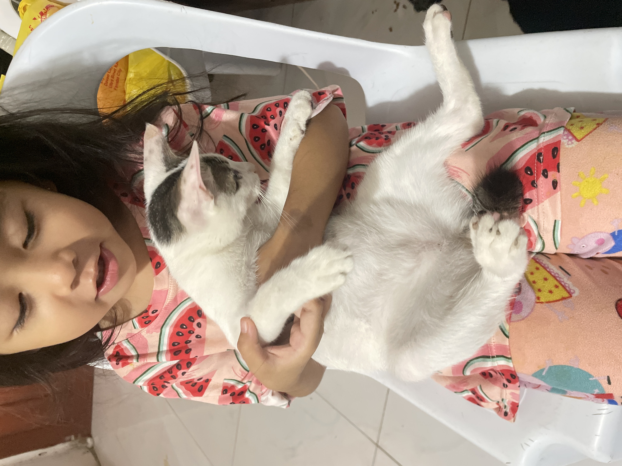 Cats, plants, and home life on a Davao evening