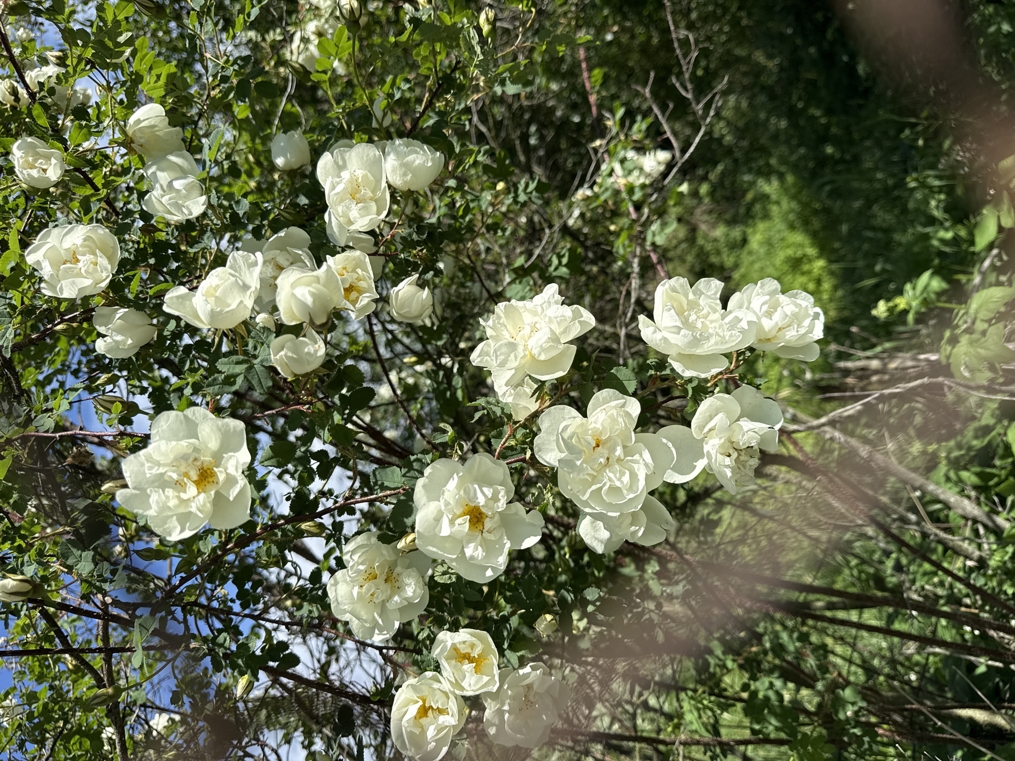 Everyday moments captured: flowering roses and scratched steel bowl