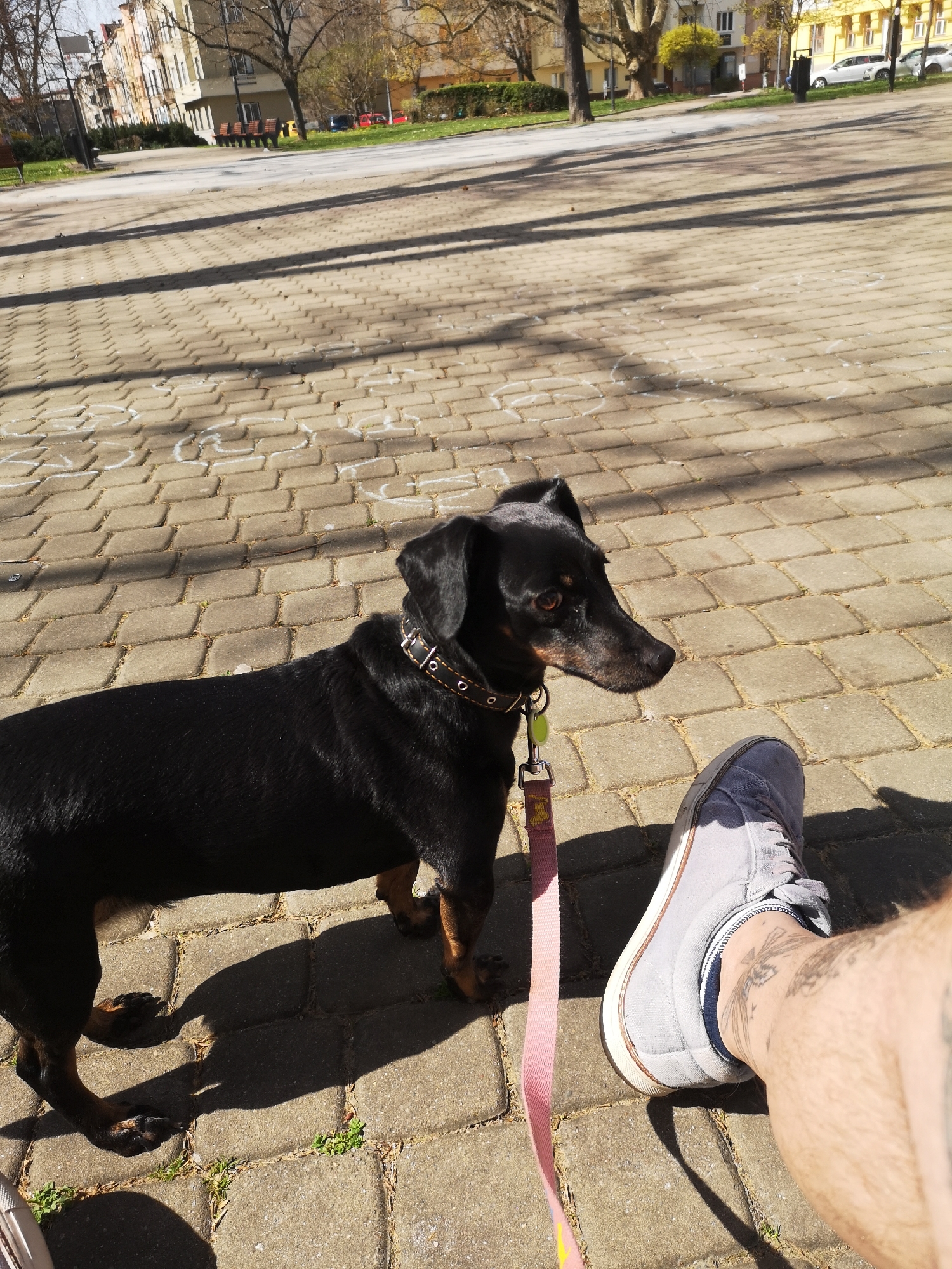 Dachshund on leash spotted in Pardubice, Czechia