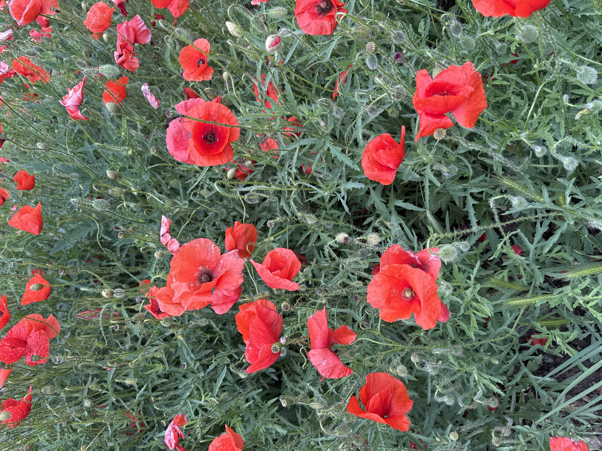 Woman documents flower garden visit in Kryvyi Rih, Ukraine
