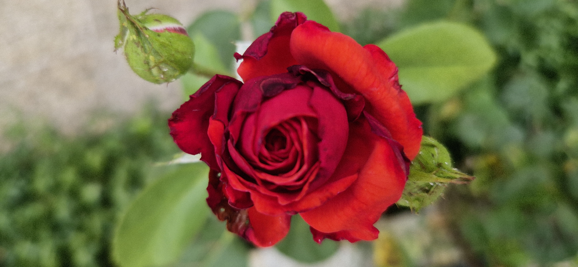 A garden in full bloom, up close and in detail.