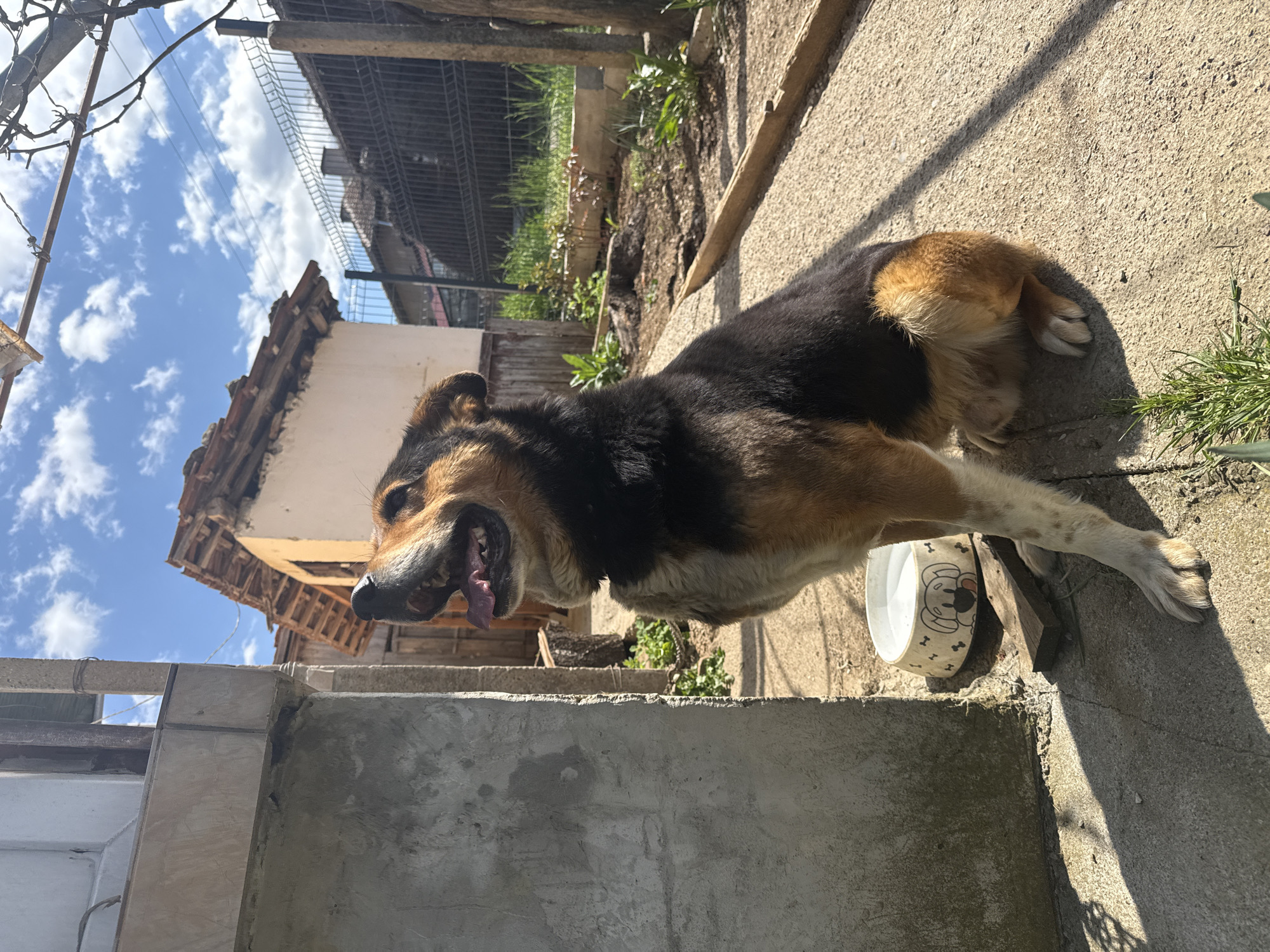 Spring tulips bloom, dog observed in Prevala Bulgaria backyard