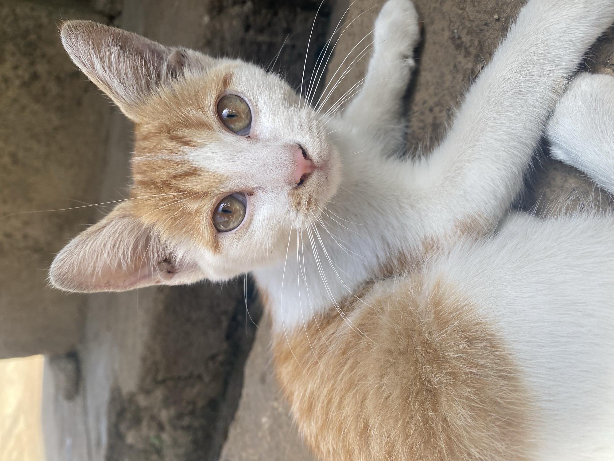 Person documents tender moments with chicks and kittens in Nigeria