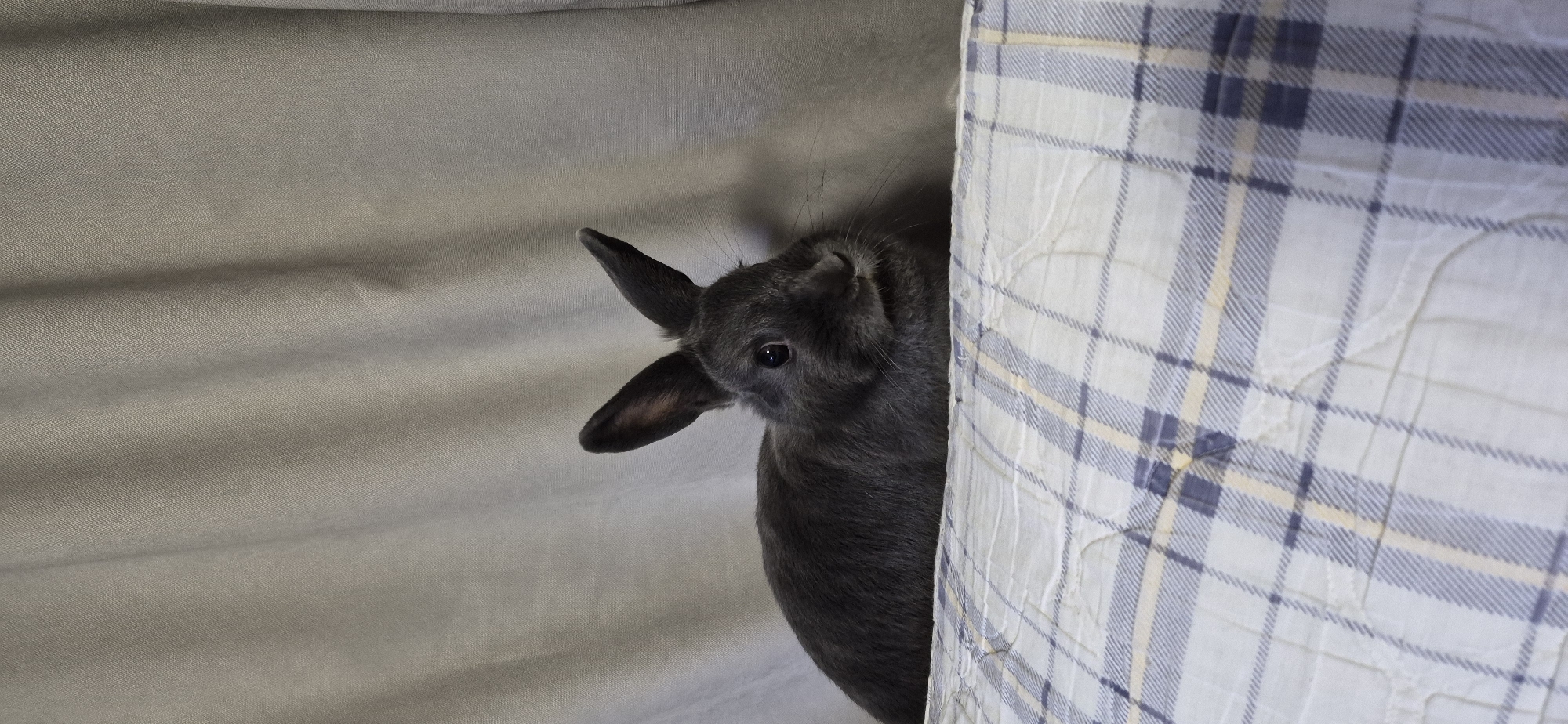 Dark gray rabbit chilling on blankets, multiple angles