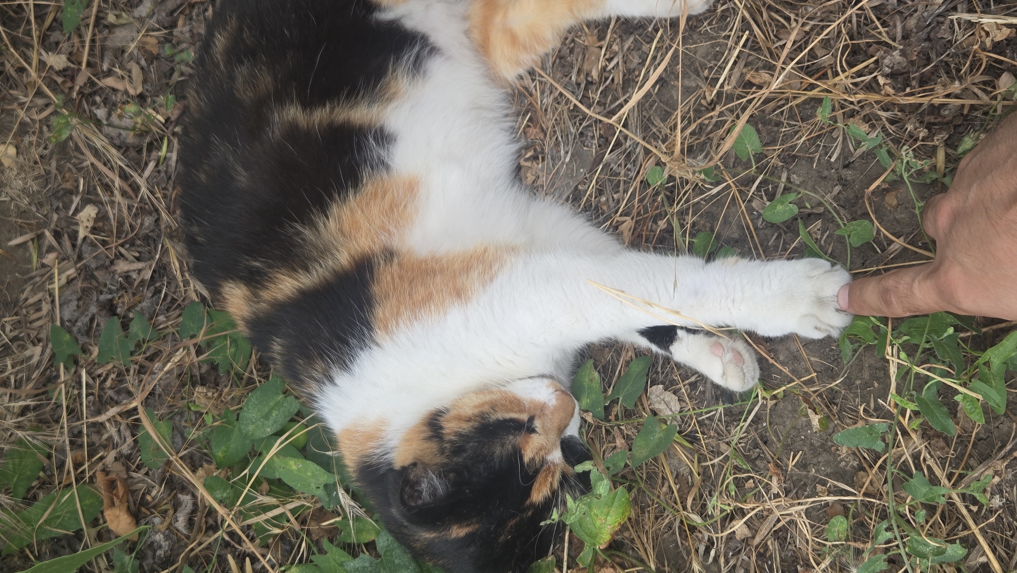 Lazy cat nap and gym session in Tiraspol