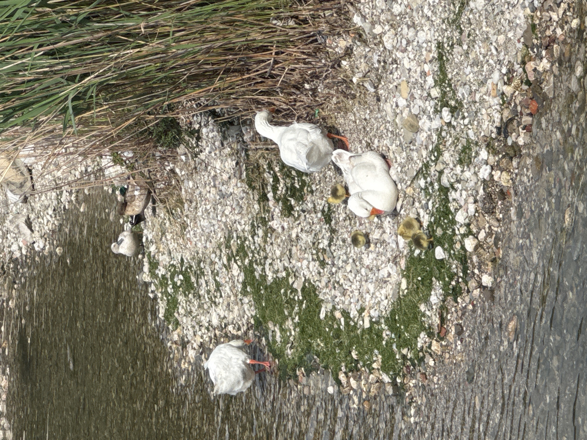 Geese family spotted along waterway in Bar, Montenegro