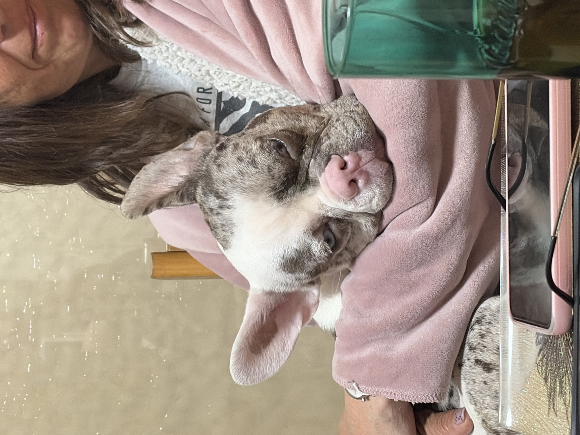 Woman holds spotted dog in pink shirt in Sofia