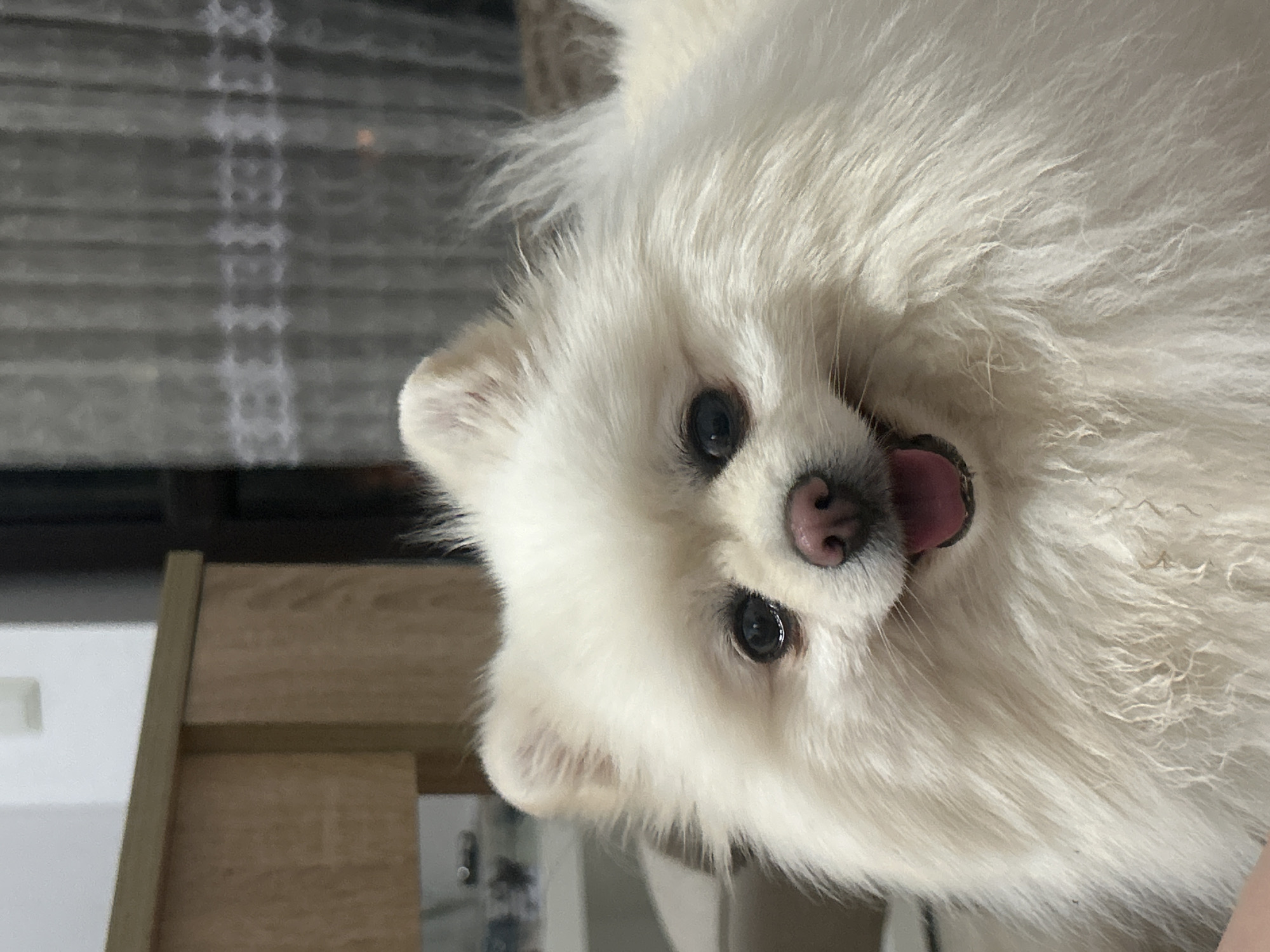 Pomeranian and kitten meet indoors in Varna