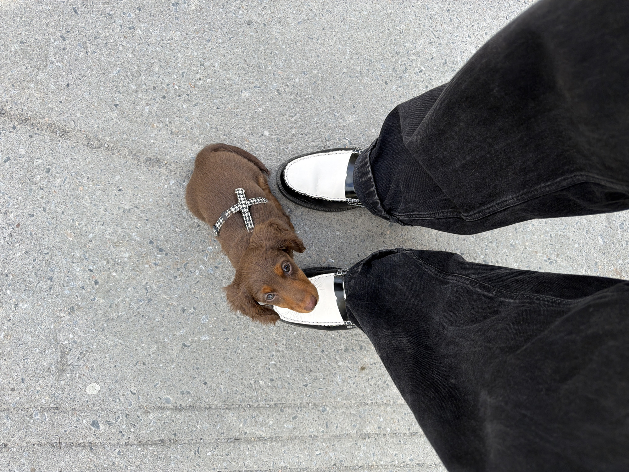 Dachshund puppy in houndstooth harness spotted on Montreal street