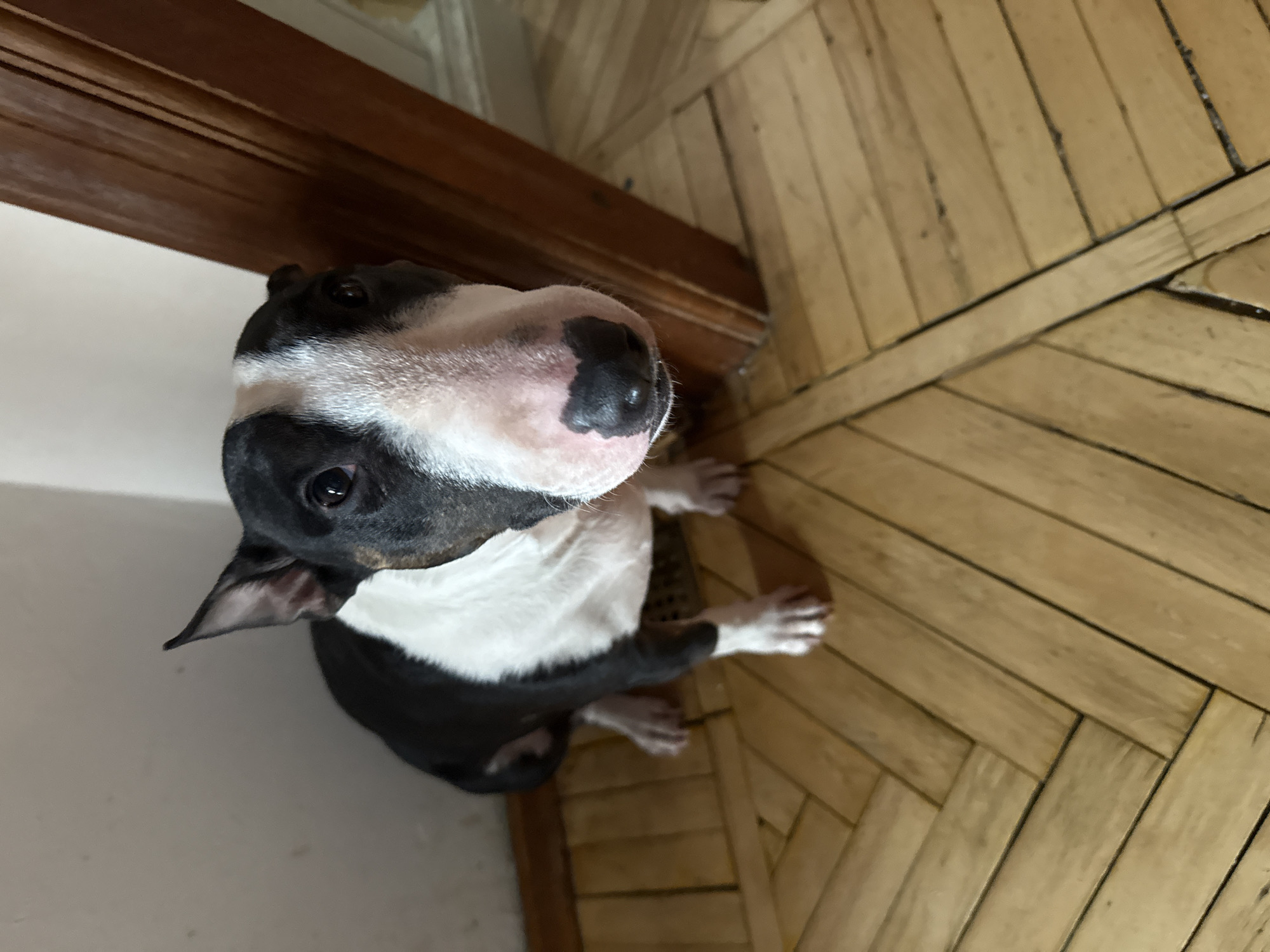 Bull Terrier photographed looking up in Moscow
