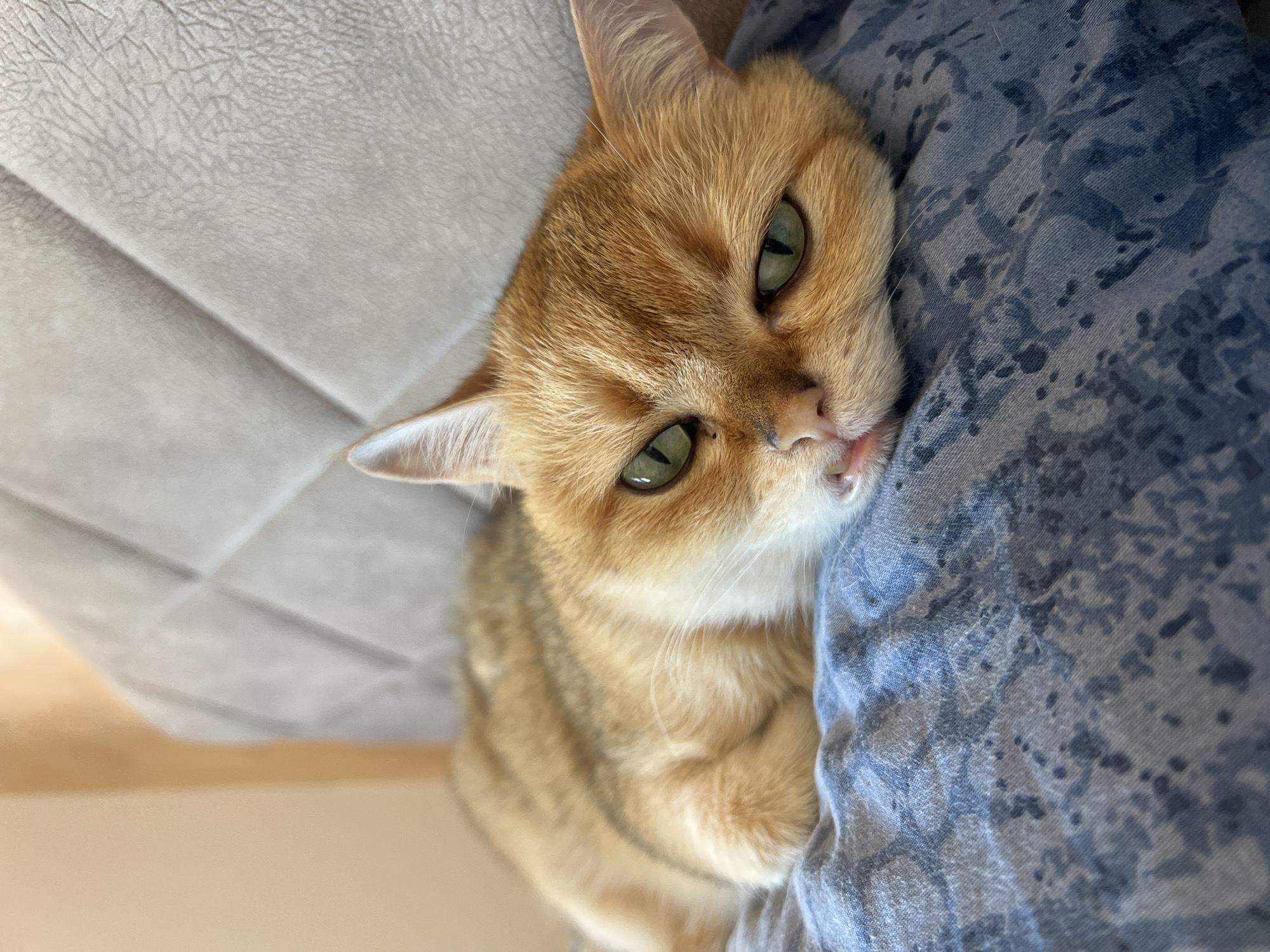 Cat rests on cushioned surface in Montenegro village