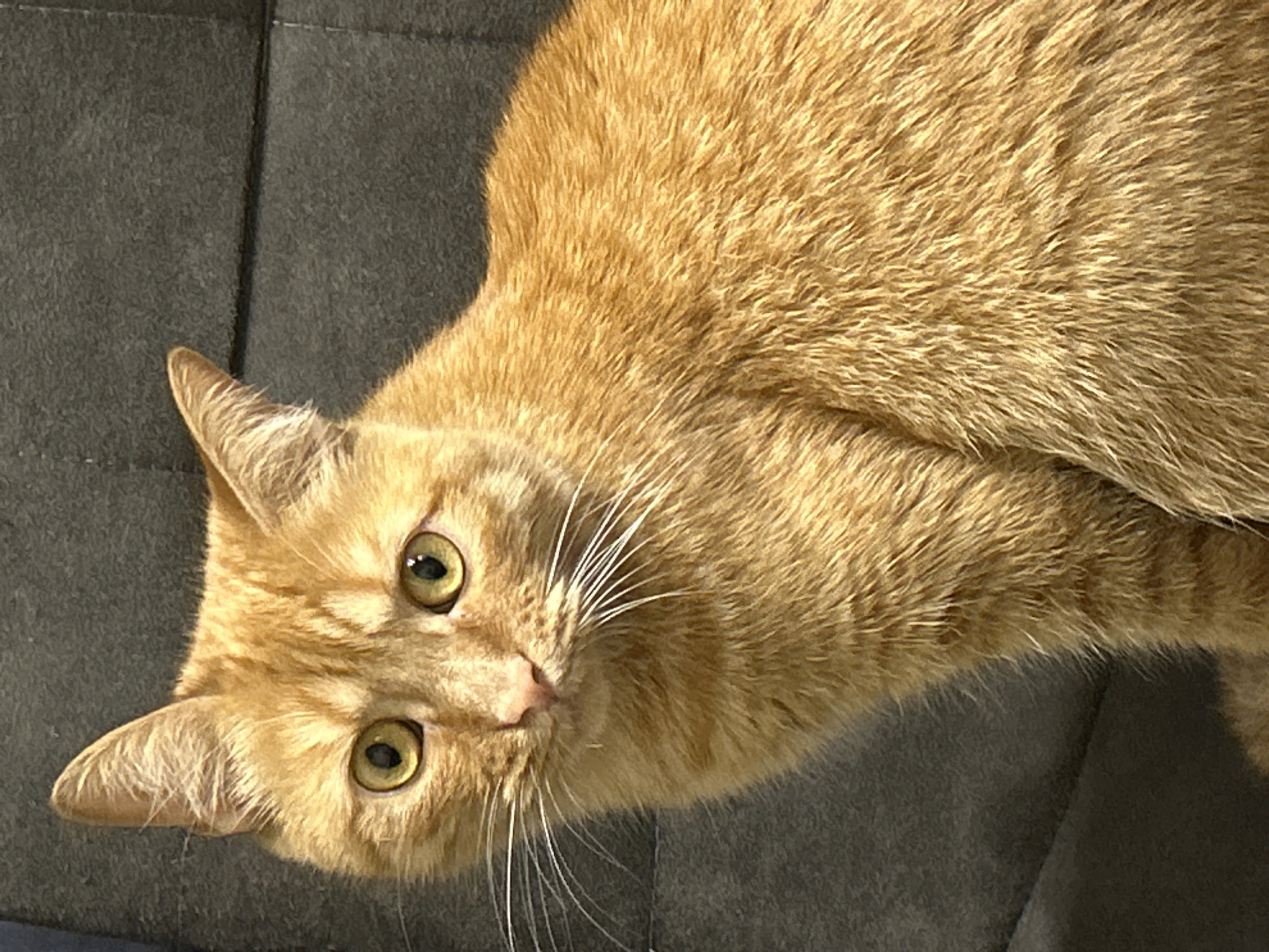 Tabby cat at home with kitchen scenes and flowers