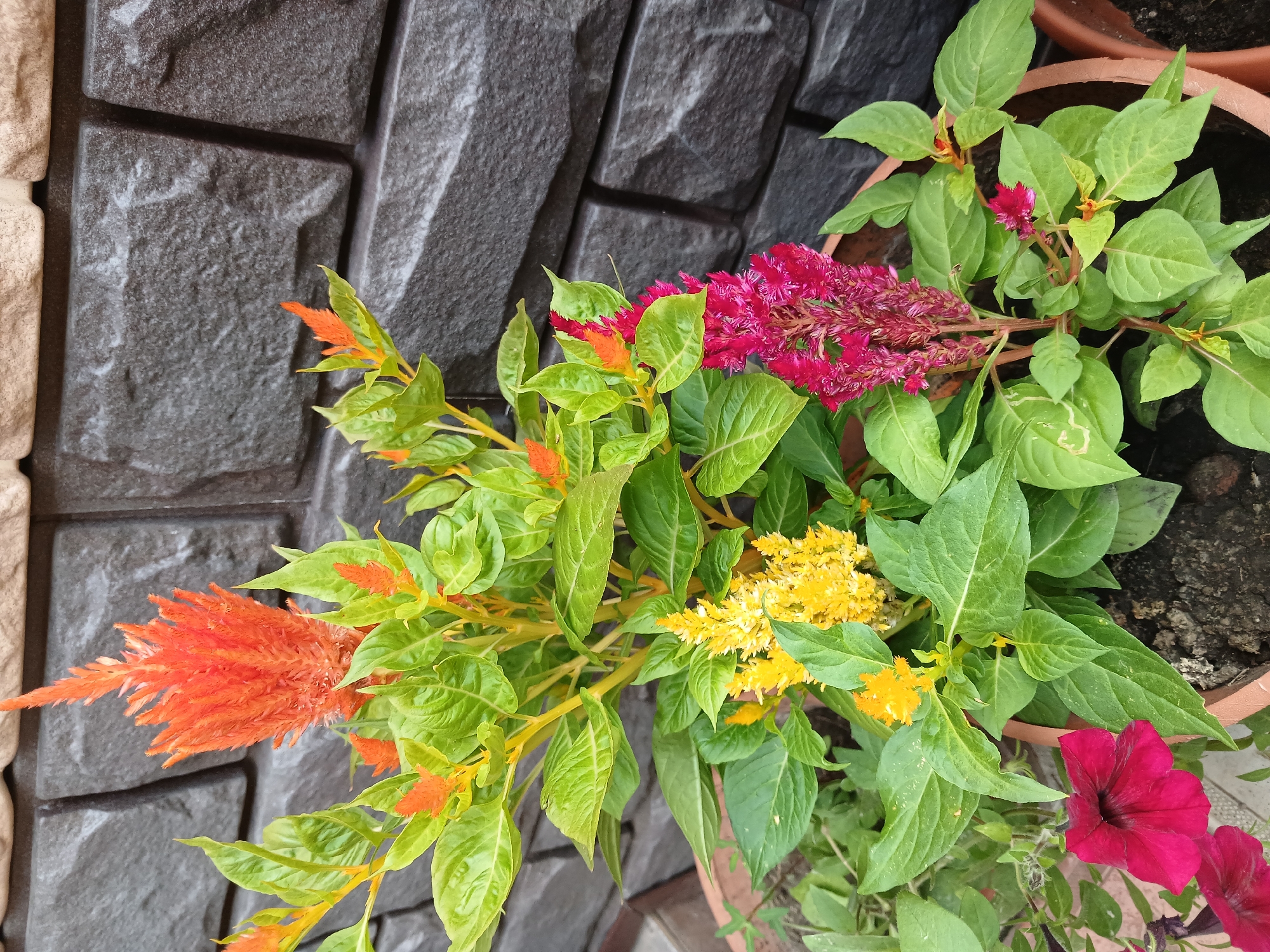 Colorful potted flowers arranged on a tiled patio