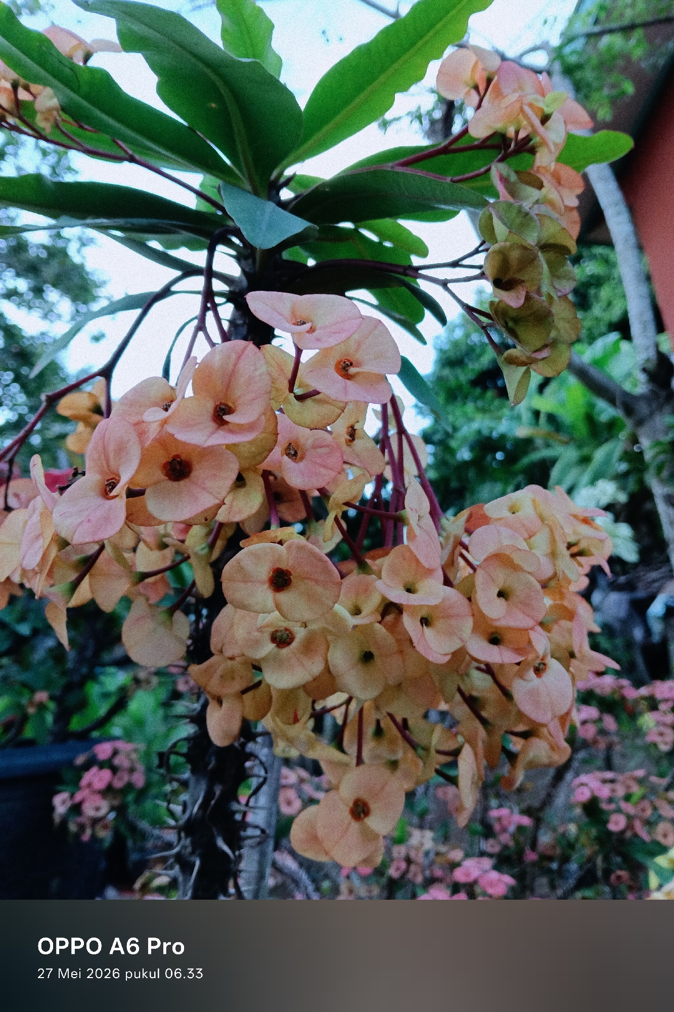 Garden moments with flowering plants captured in Rheum Barat
