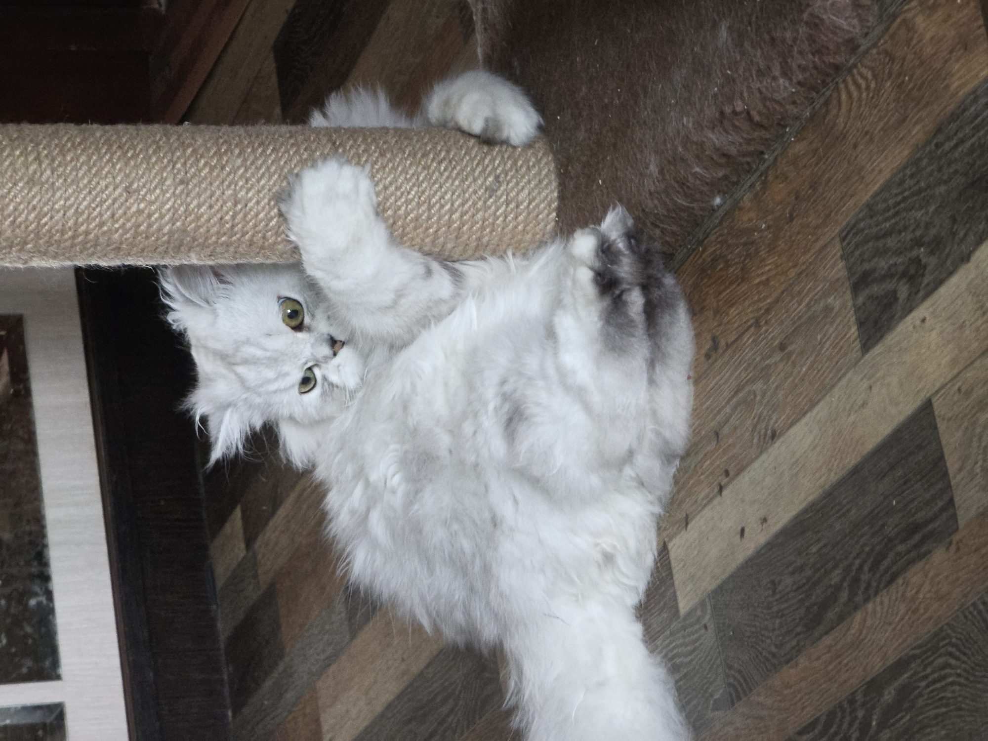 A Persian cat's morning, plus a quiet Novocheboksarsk neighborhood stroll