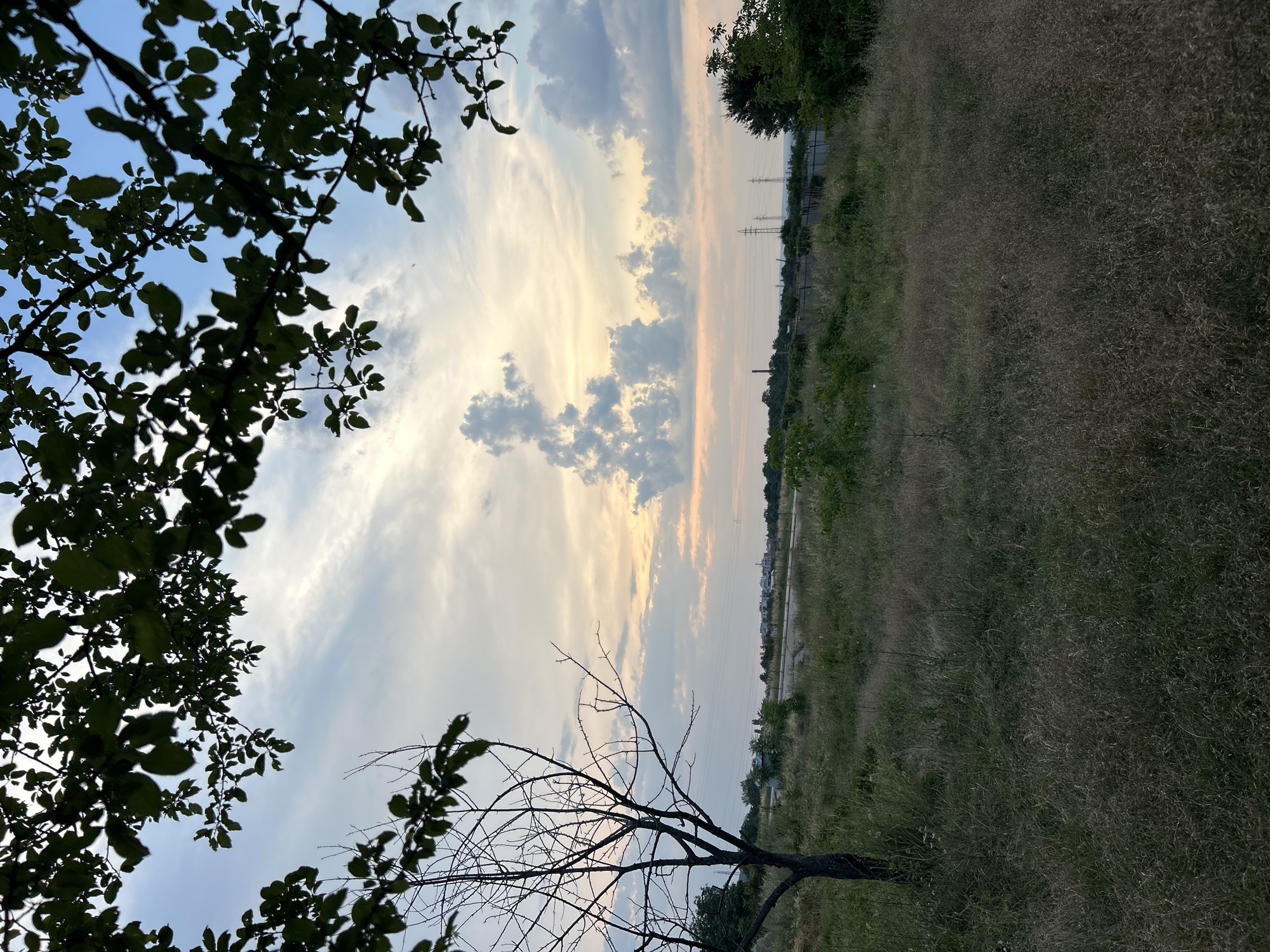 Dog explores a dry field at dusk, owner nearby