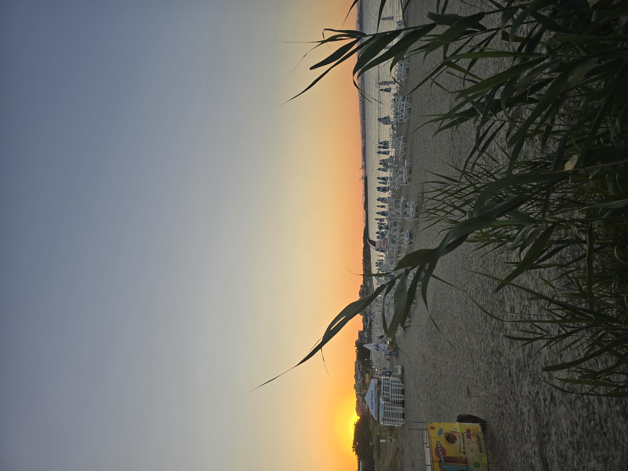 Empty beach loungers at sunset, framed by coastal reeds