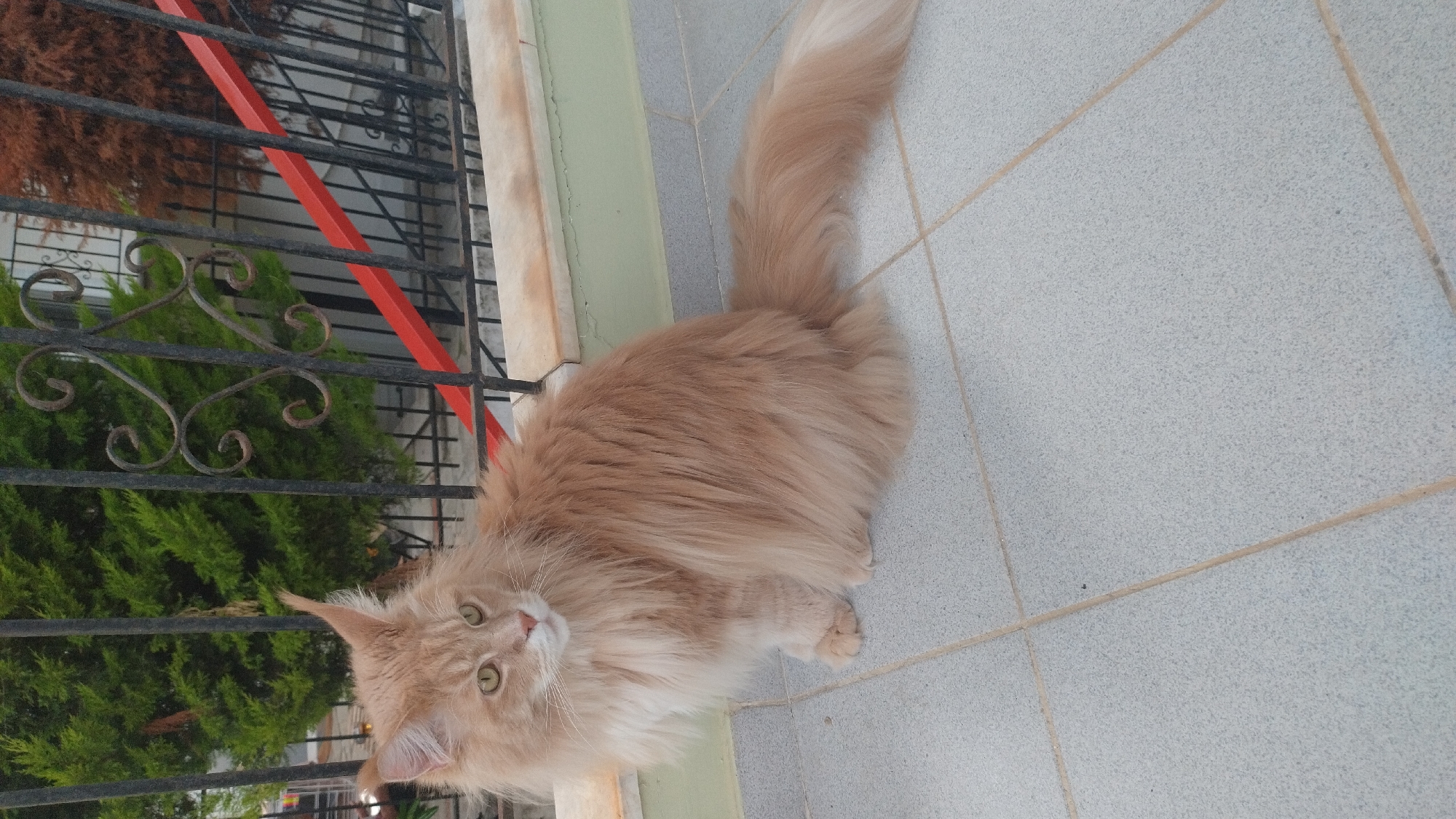 Maine Coon cat spotted on balcony in Perea, Greece
