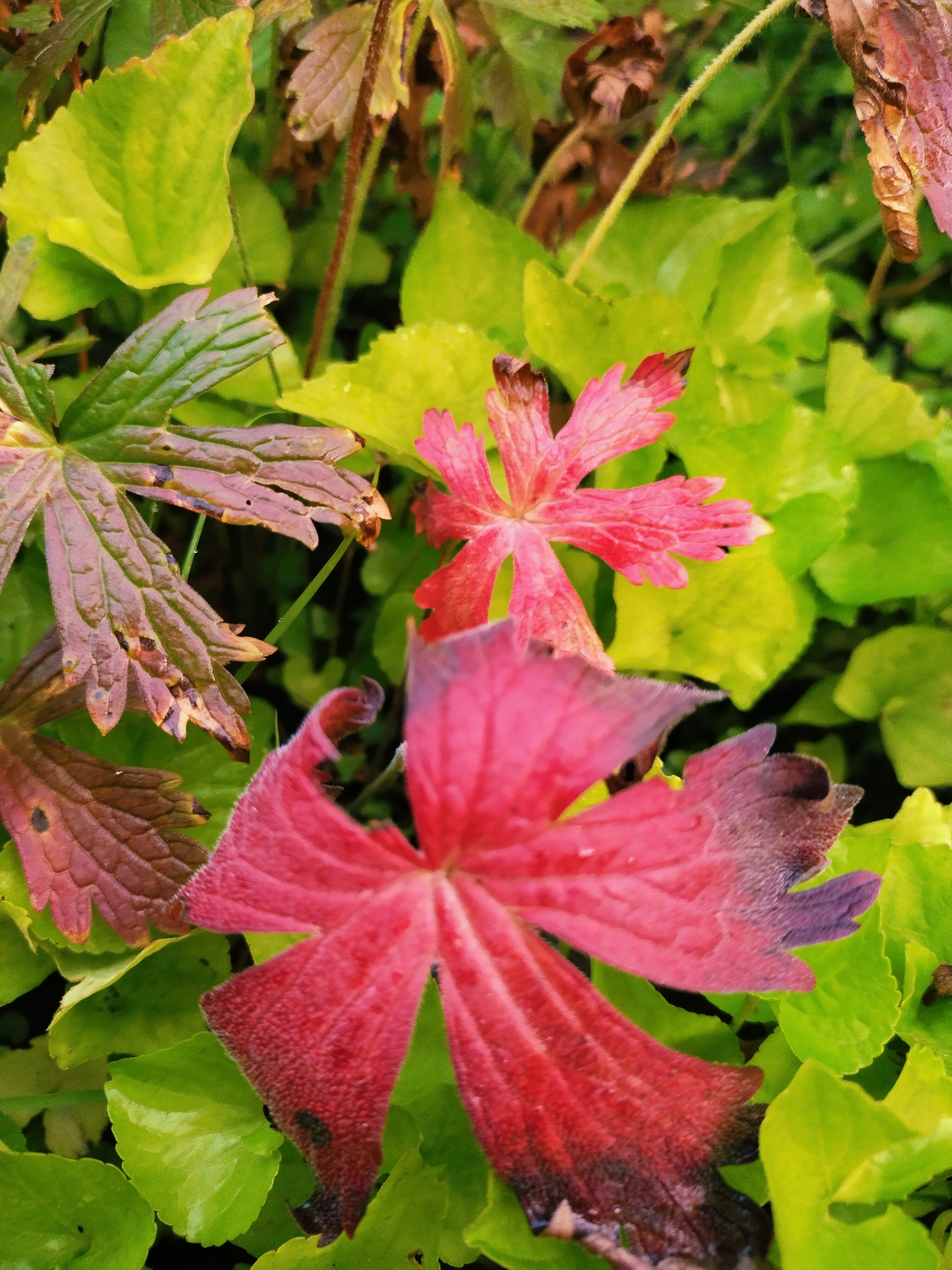 Post-rain garden details at dusk in Horishni Plavni