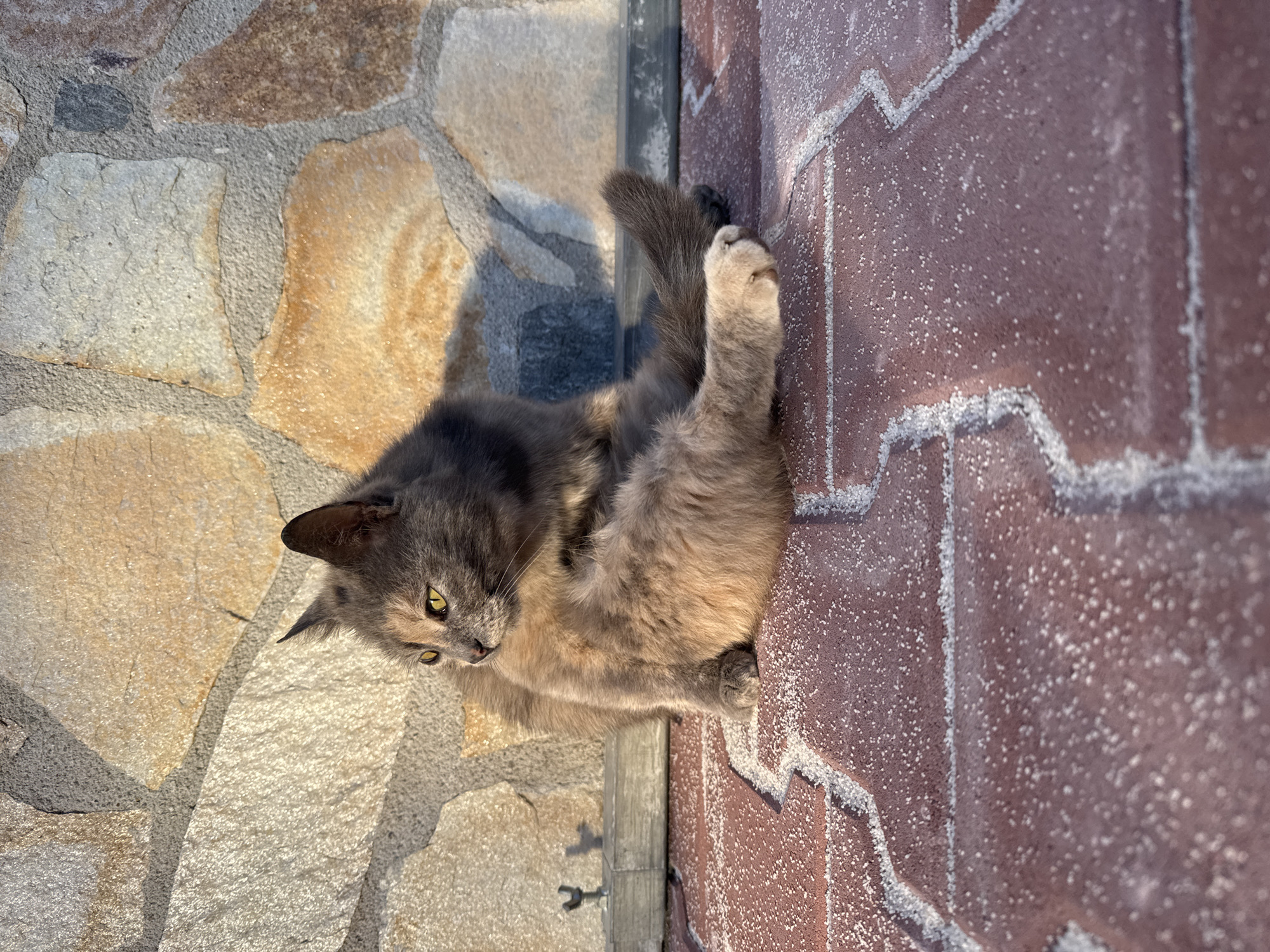 Cat rests by brick-stone wall structure
