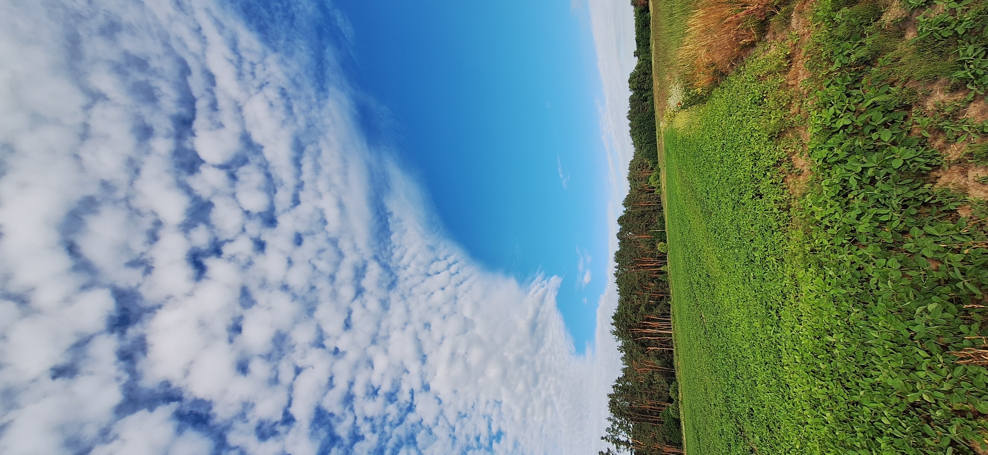 Dogs and open fields on a bright rural afternoon