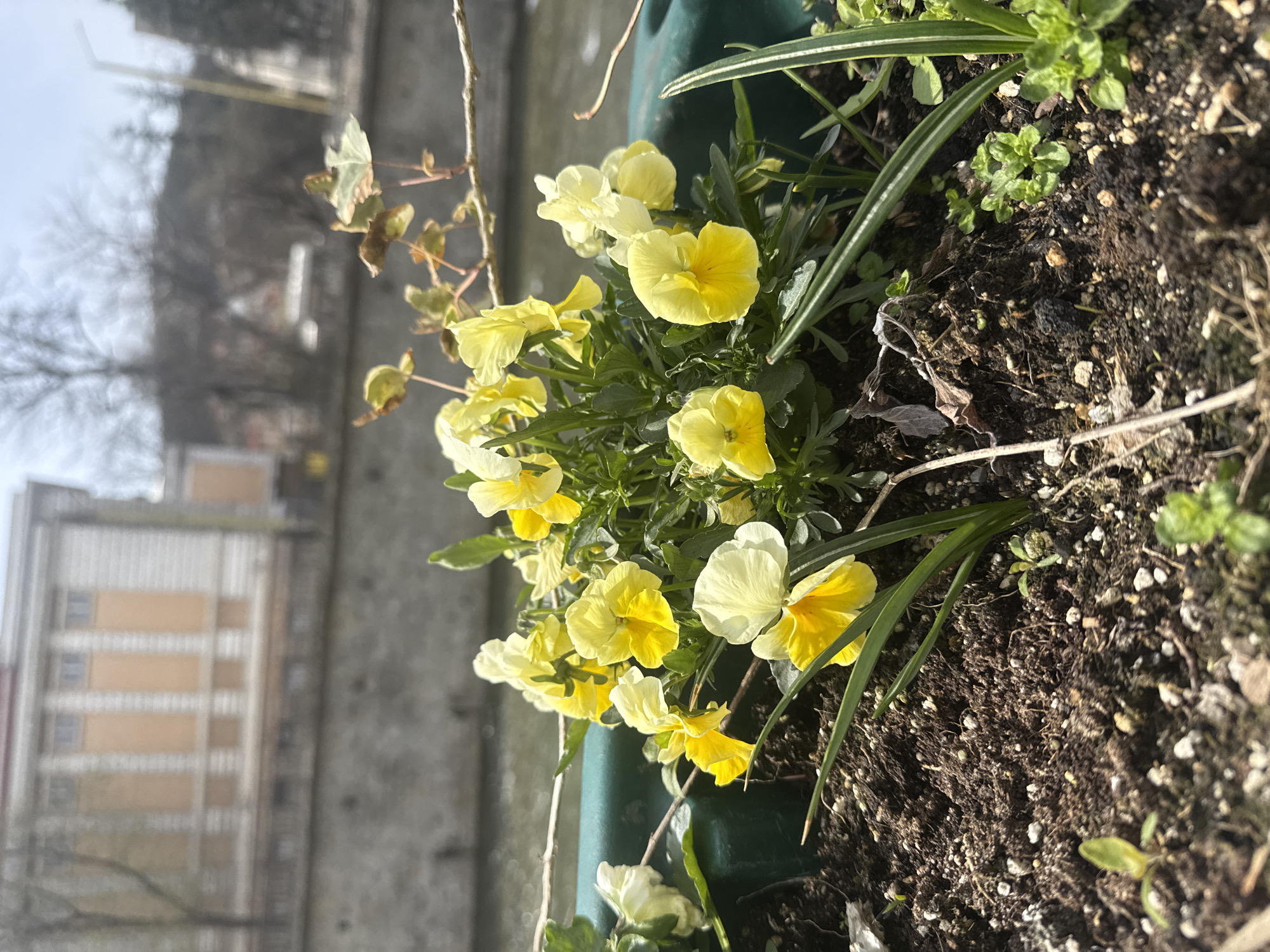Spring flowers and river scenes documented in Gabrovo, Bulgaria