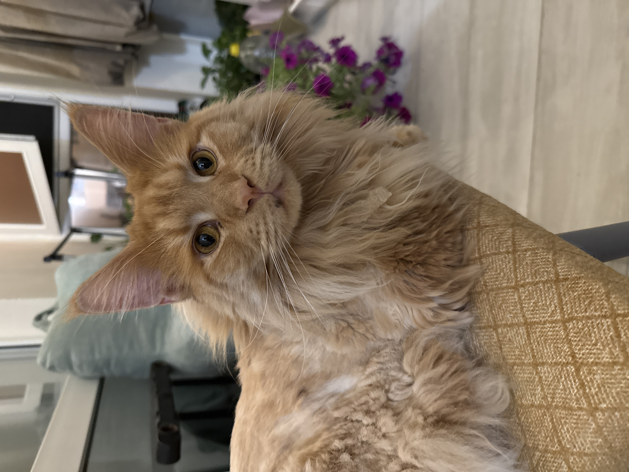 Orange Maine Coon relaxes around a Mykolaiv apartment on a summer evening