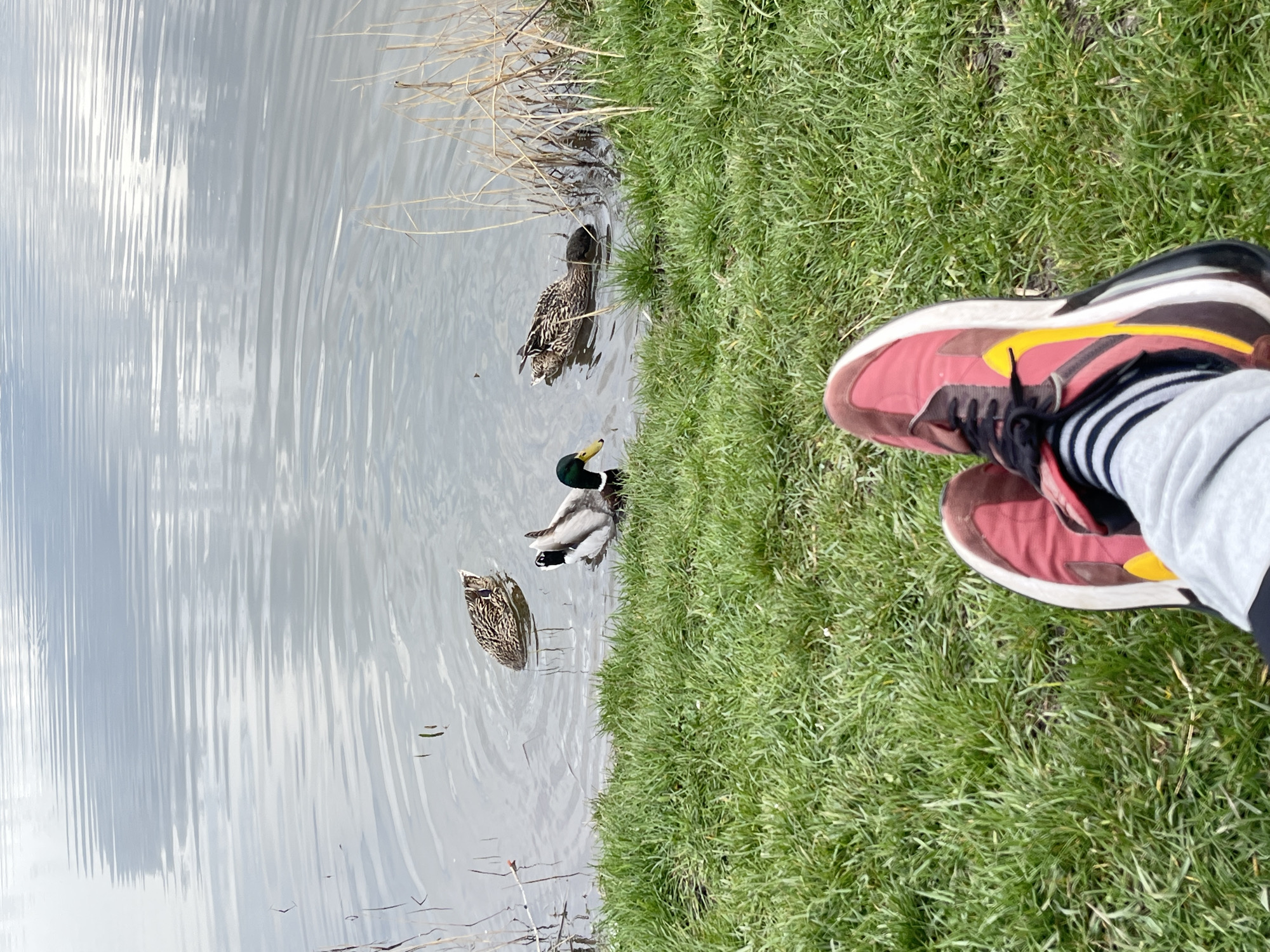Quiet lakeside duck watching session captured in Kostinbrod, Bulgaria