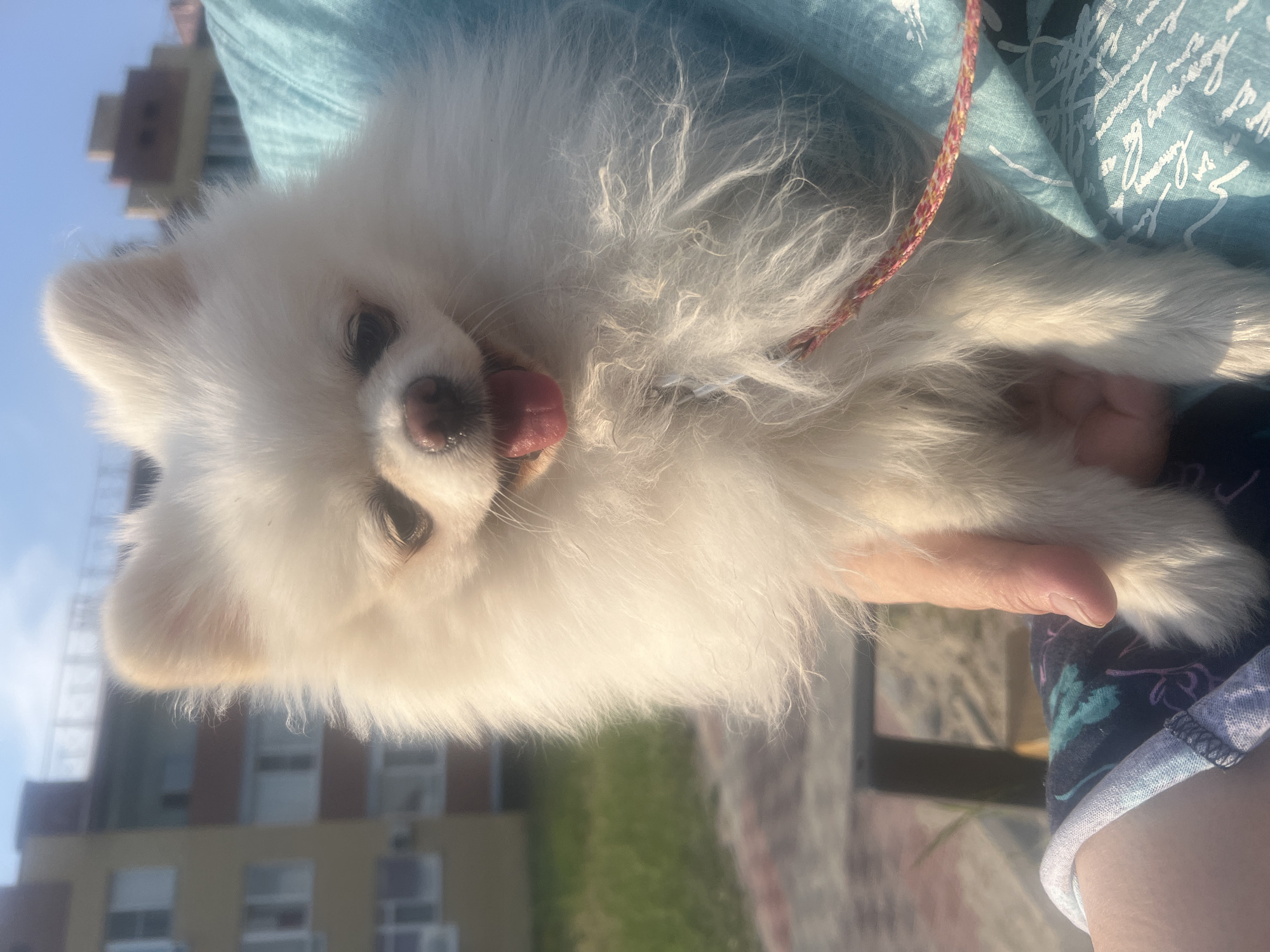 Chilling on a park bench with a Pomeranian on a sunny day