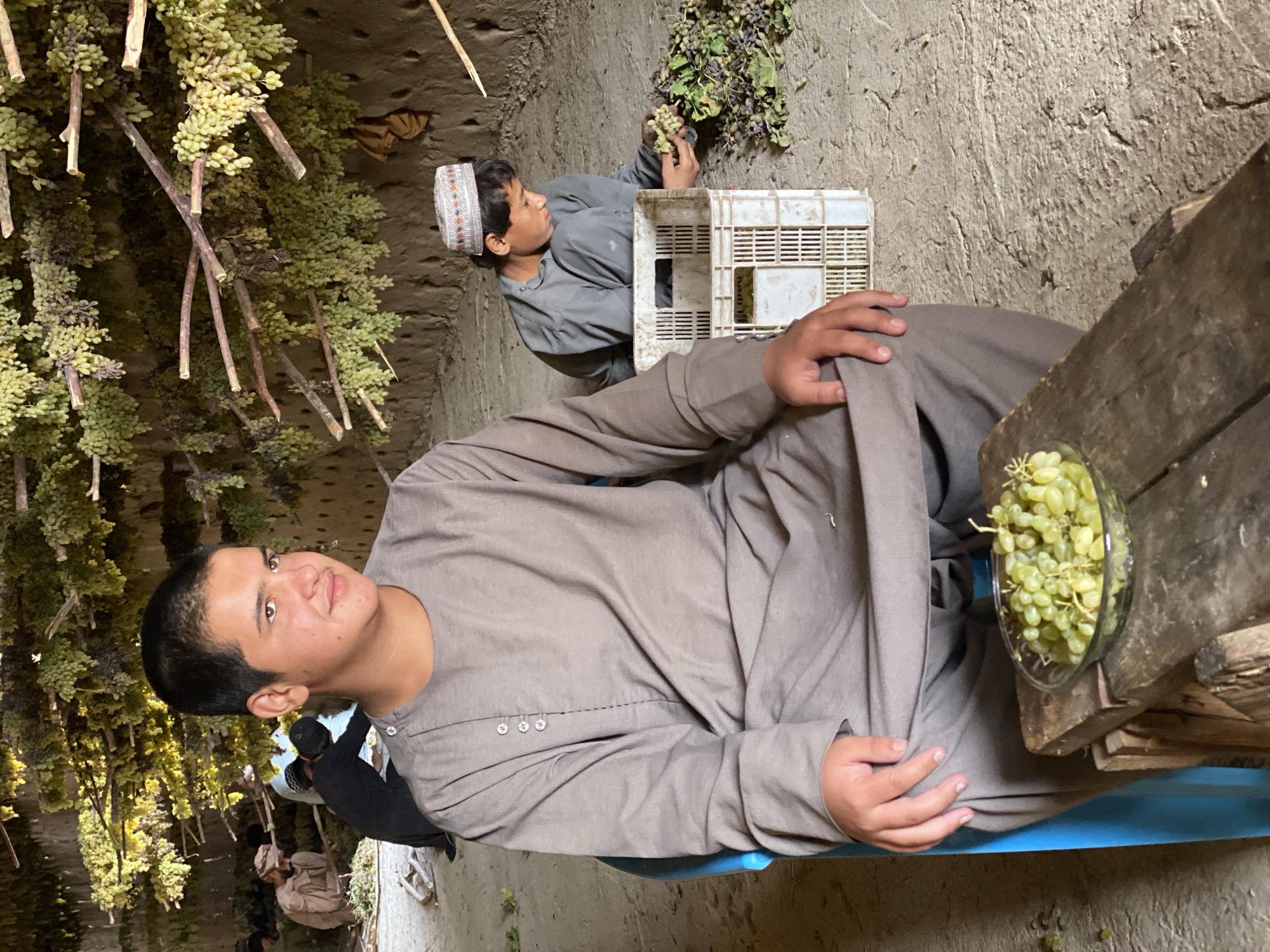 Grape harvest and drying underway in Senjaray, Afghanistan