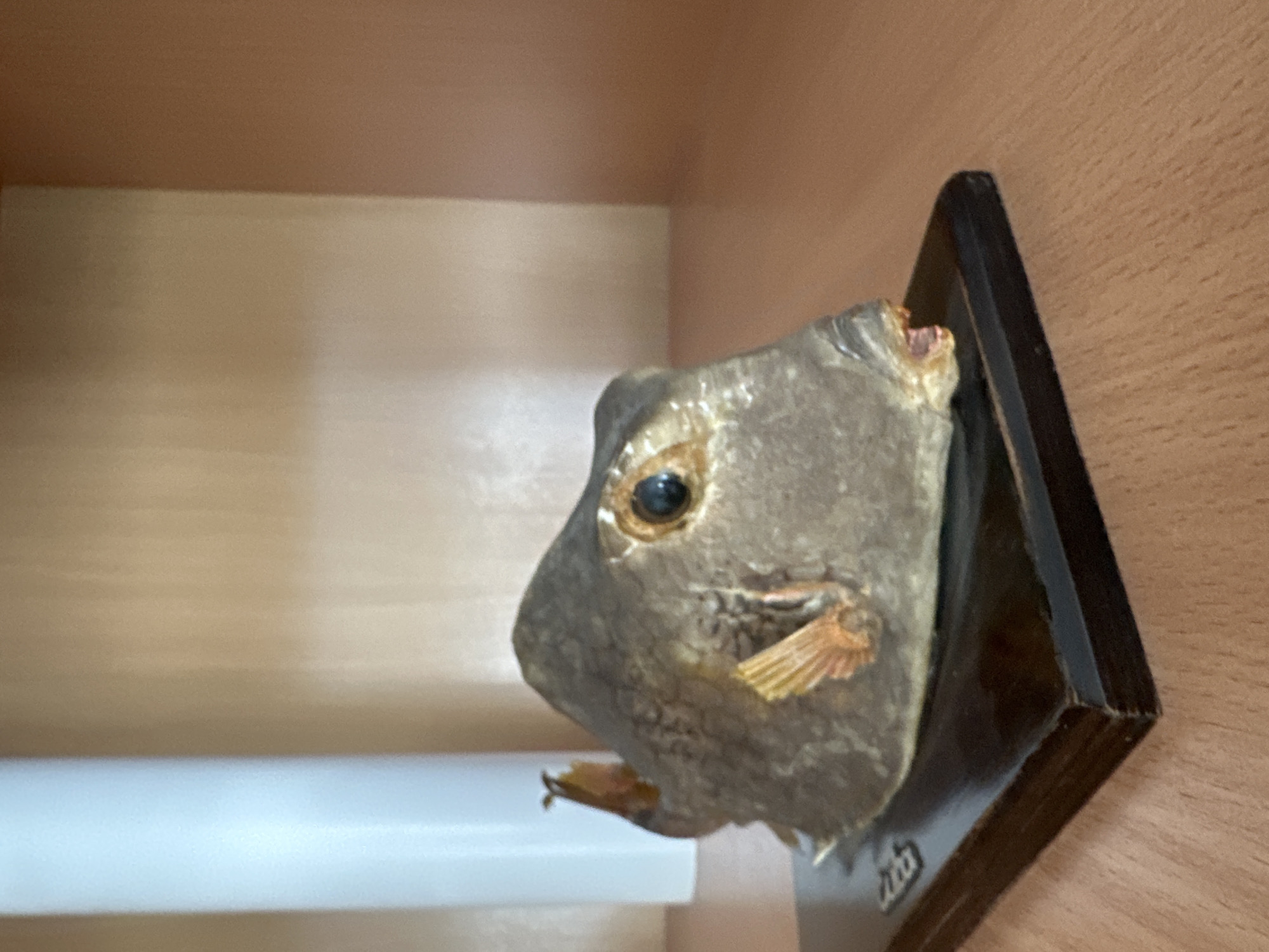 Witness documents hour of everyday indoor objects and scenes