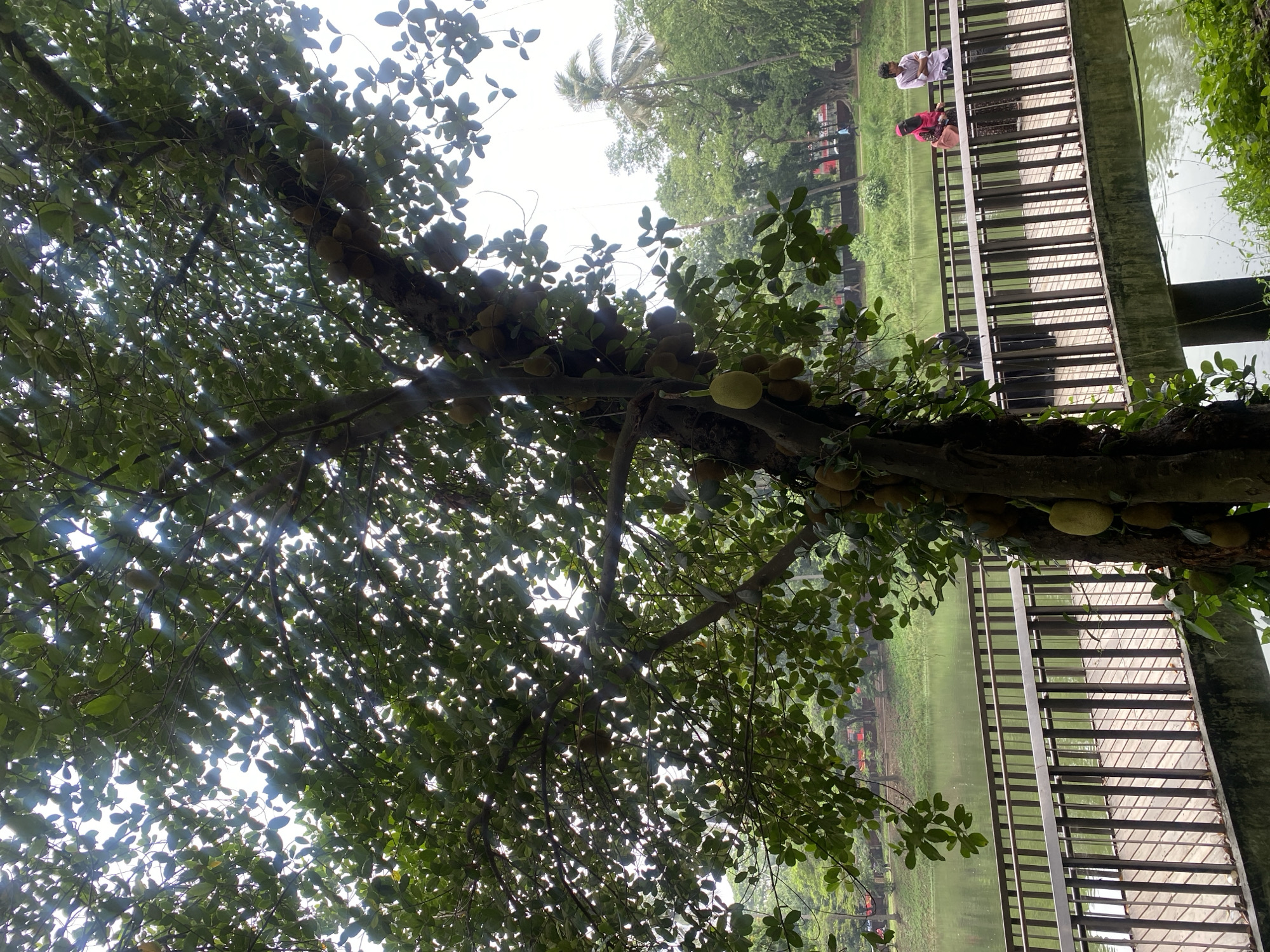 Morning park scenes captured in Dhaka's green spaces
