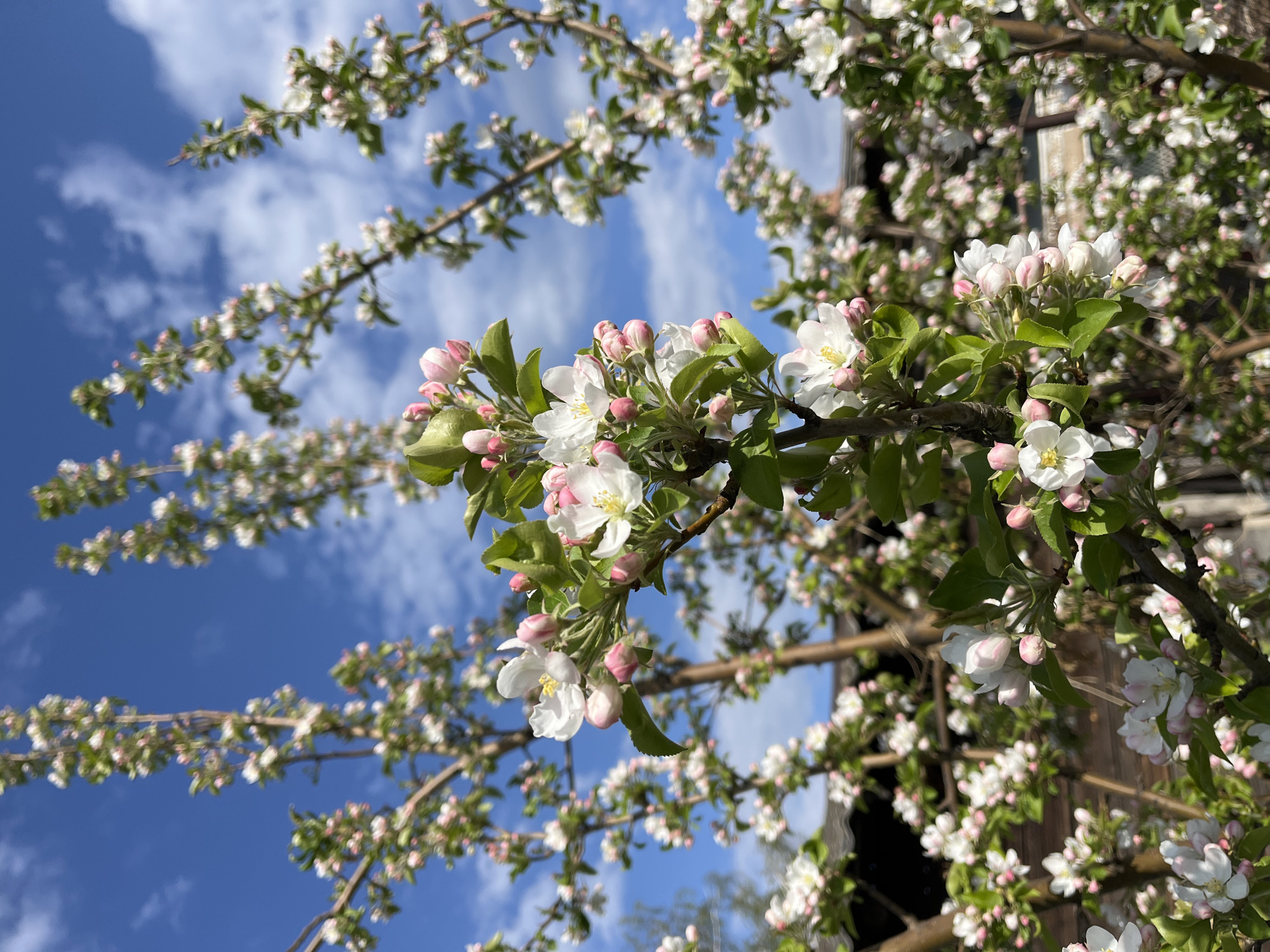 Apple trees bloom in rural Russian village