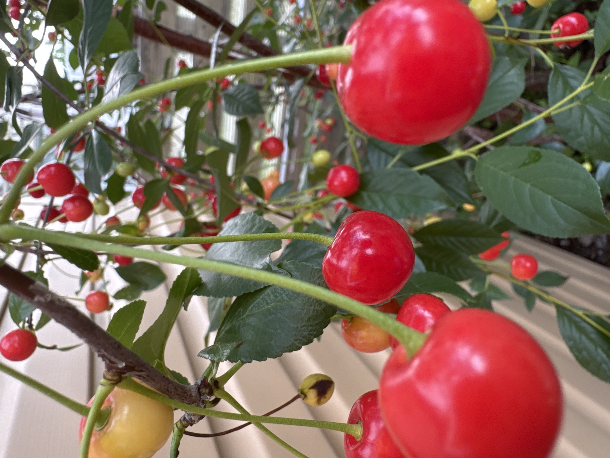 Garden harvest, homemade pastries, and a relaxed cat in rural Russia
