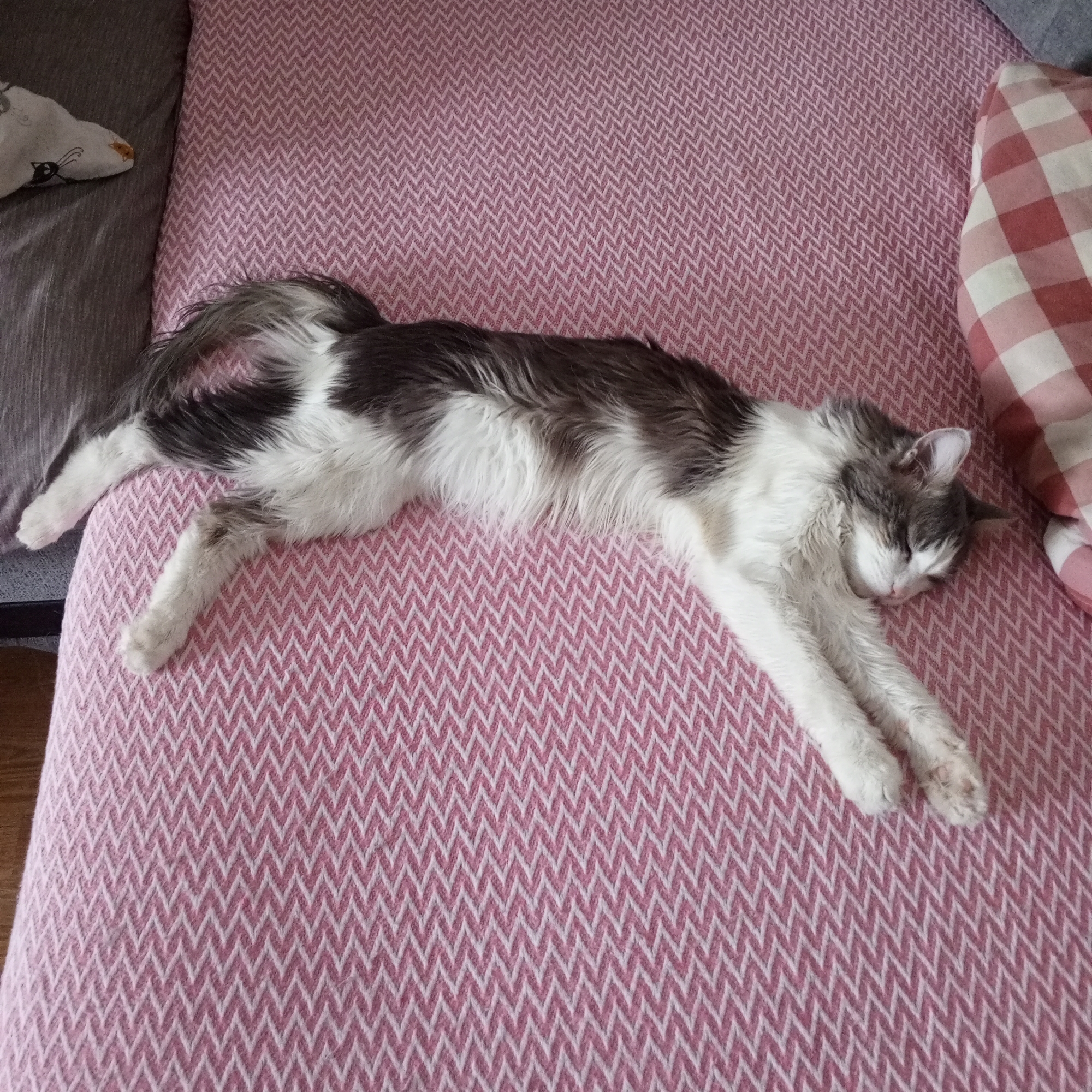 Cat rests in multiple spots around Gremyachinsk home