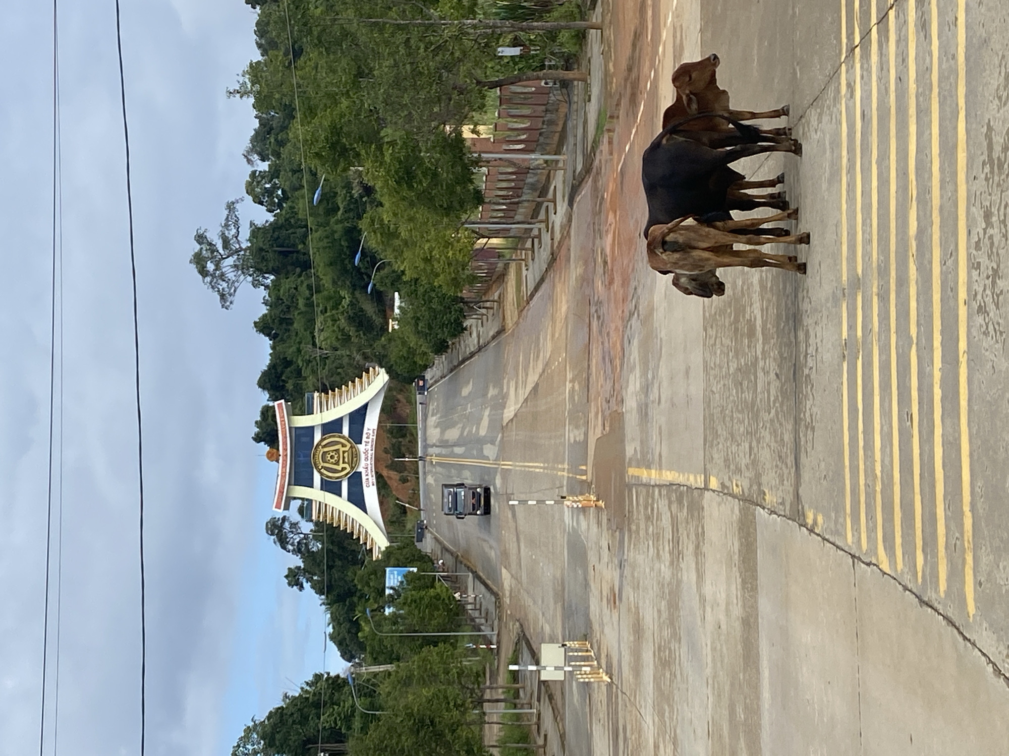 Cows roam the wet road at Bo Y's Vietnam-Laos border gate