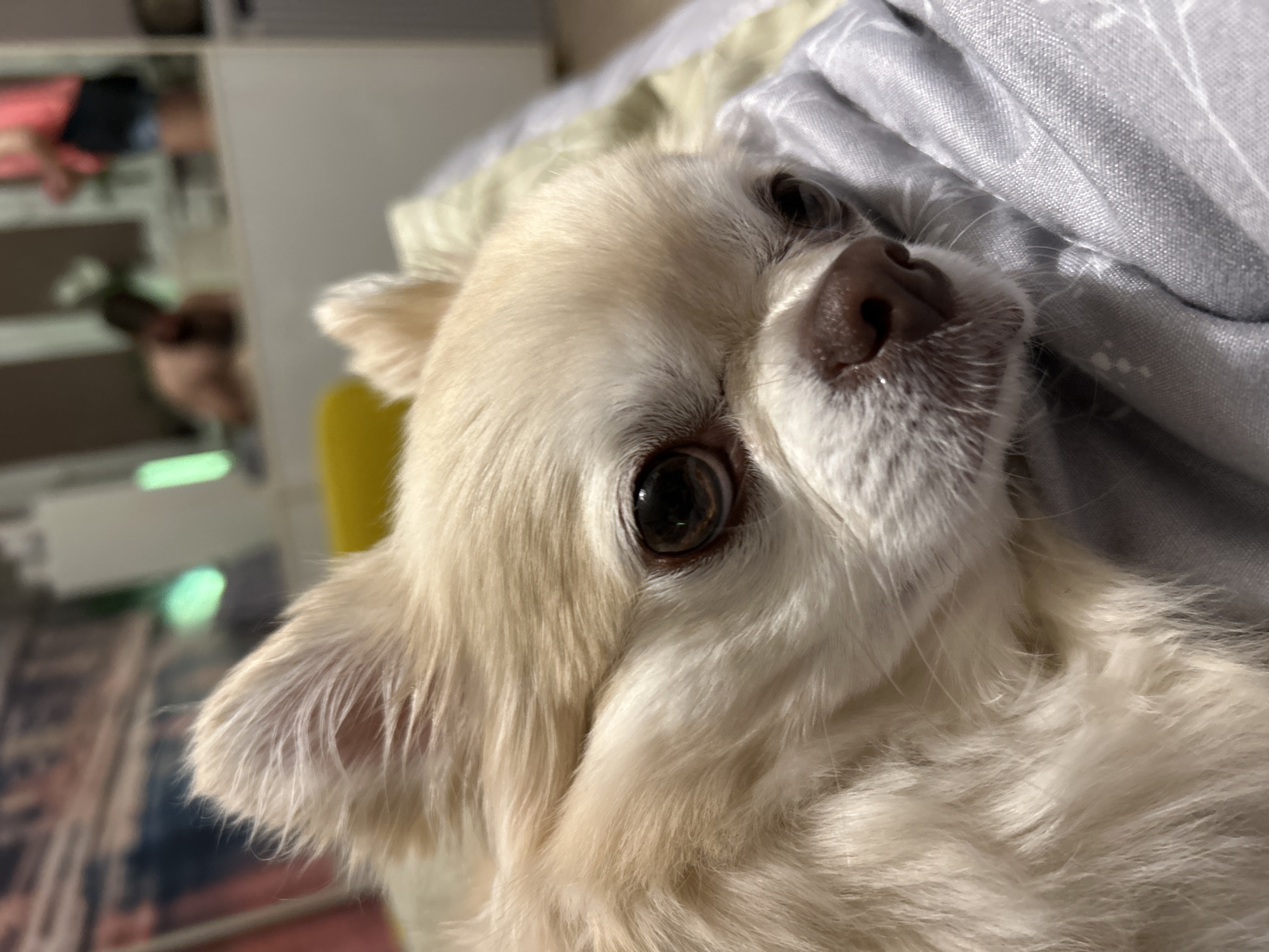 Cream dog resting under a grey blanket in Musorka
