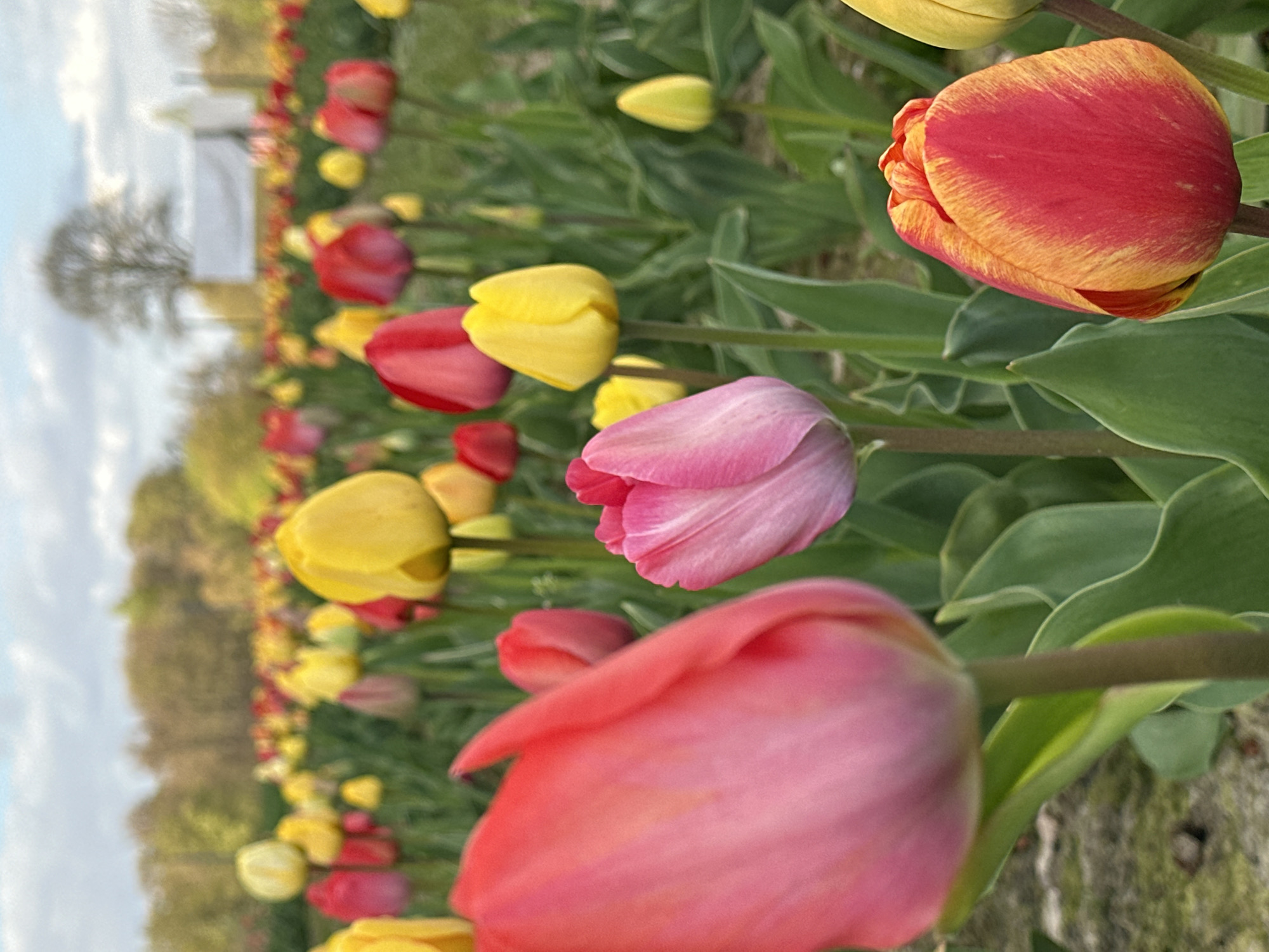 Colorful tulip field blooms captured in Melle, Germany