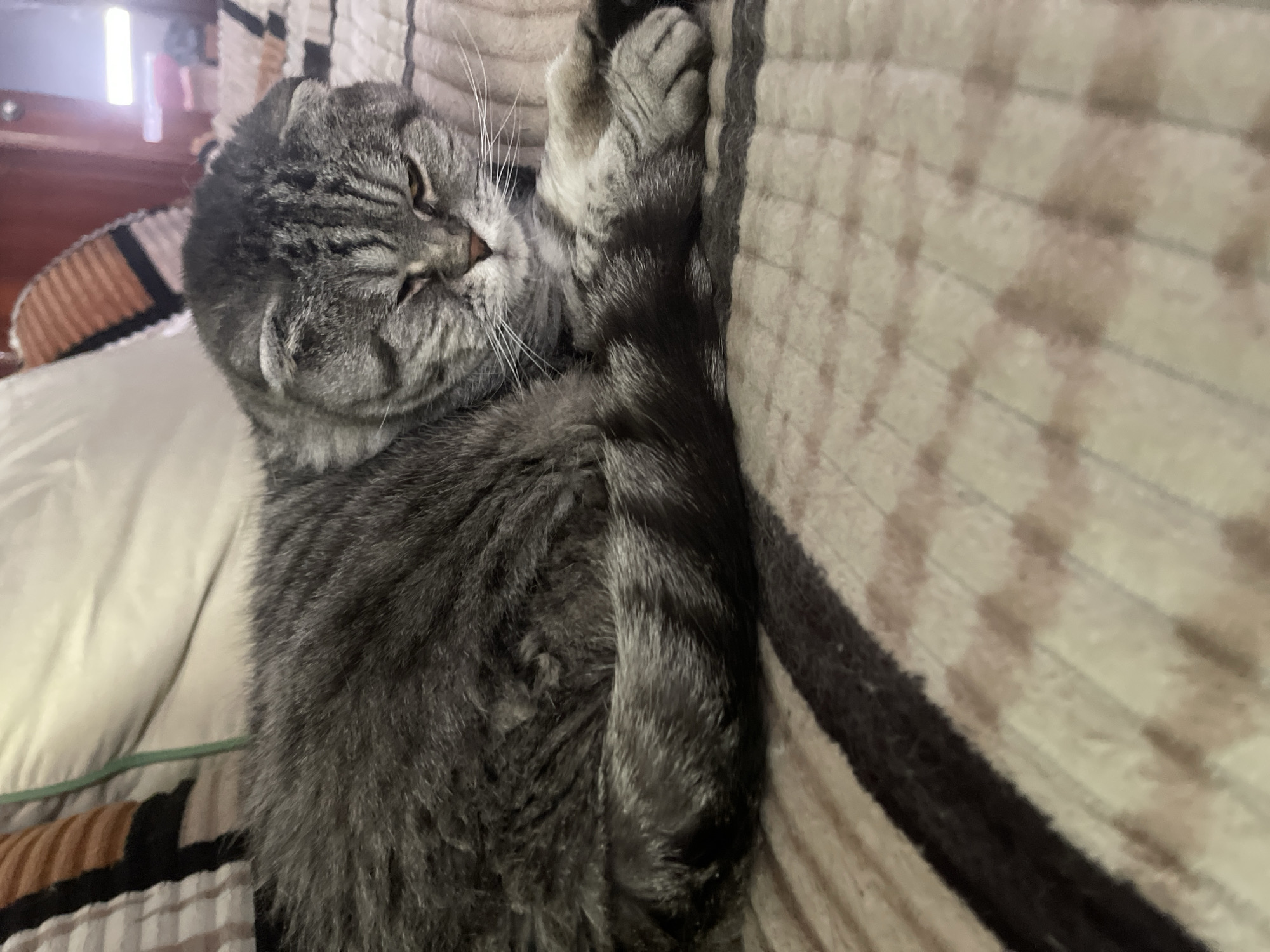 Gray tabby cat deep asleep on purple blankets at home
