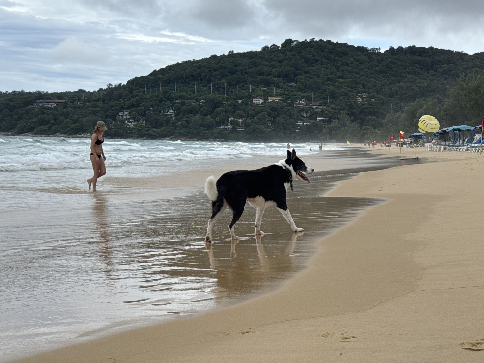 Dogs run and splash along Karon Beach