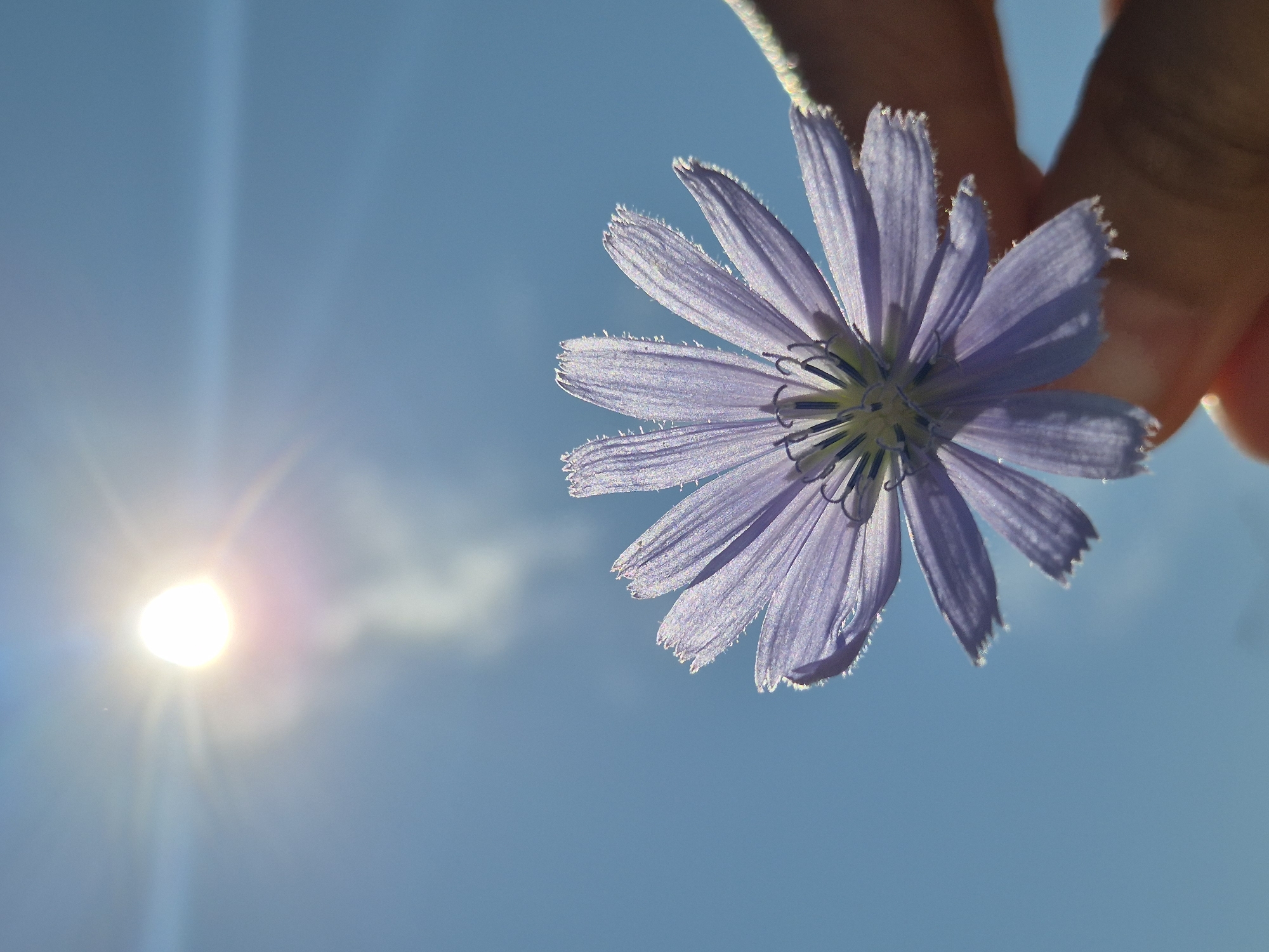 Chicory flower held up to a sunny Kokshetau sky