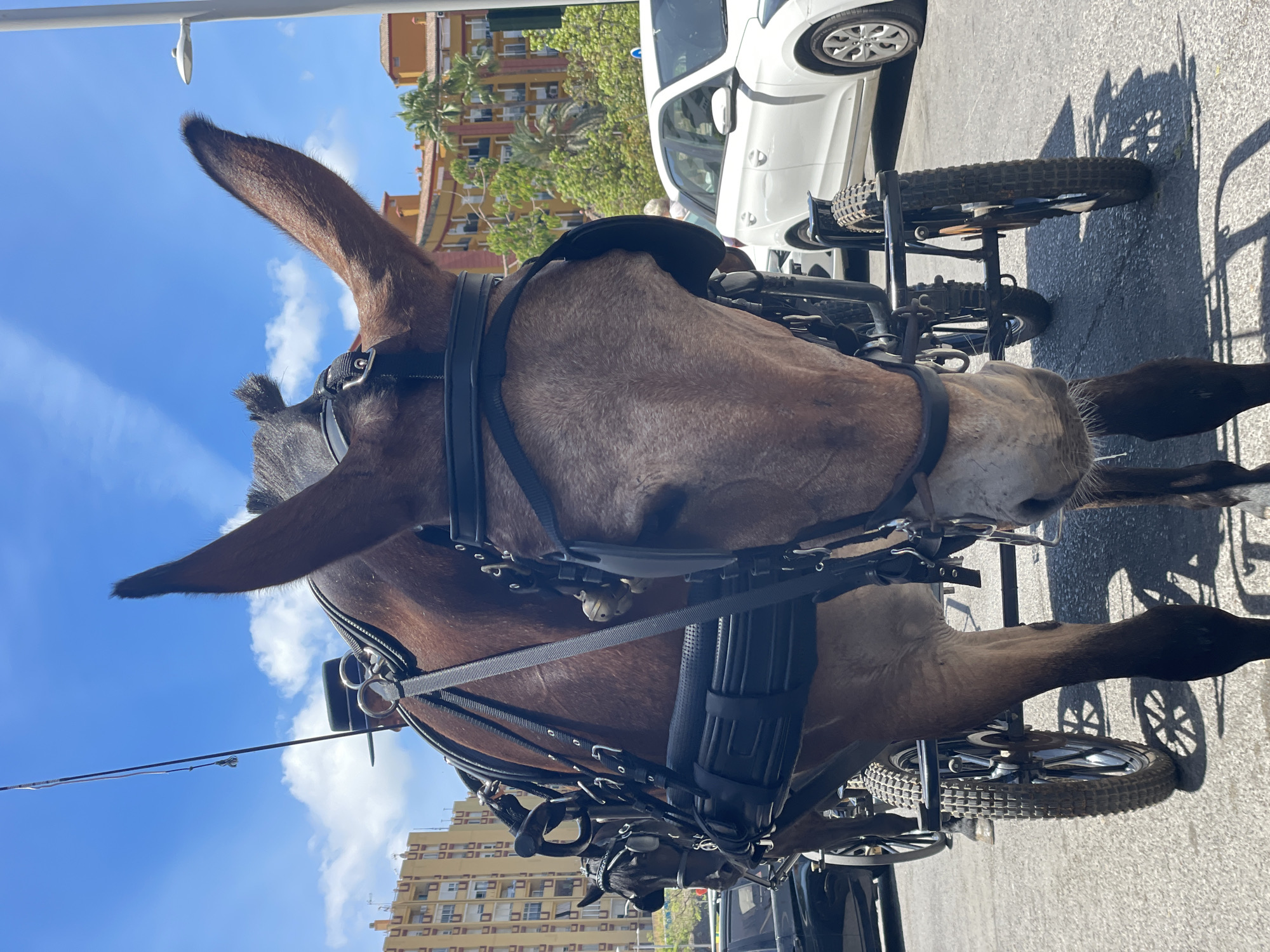 Horse-drawn carriage procession rolls through Algeciras on a sunny morning