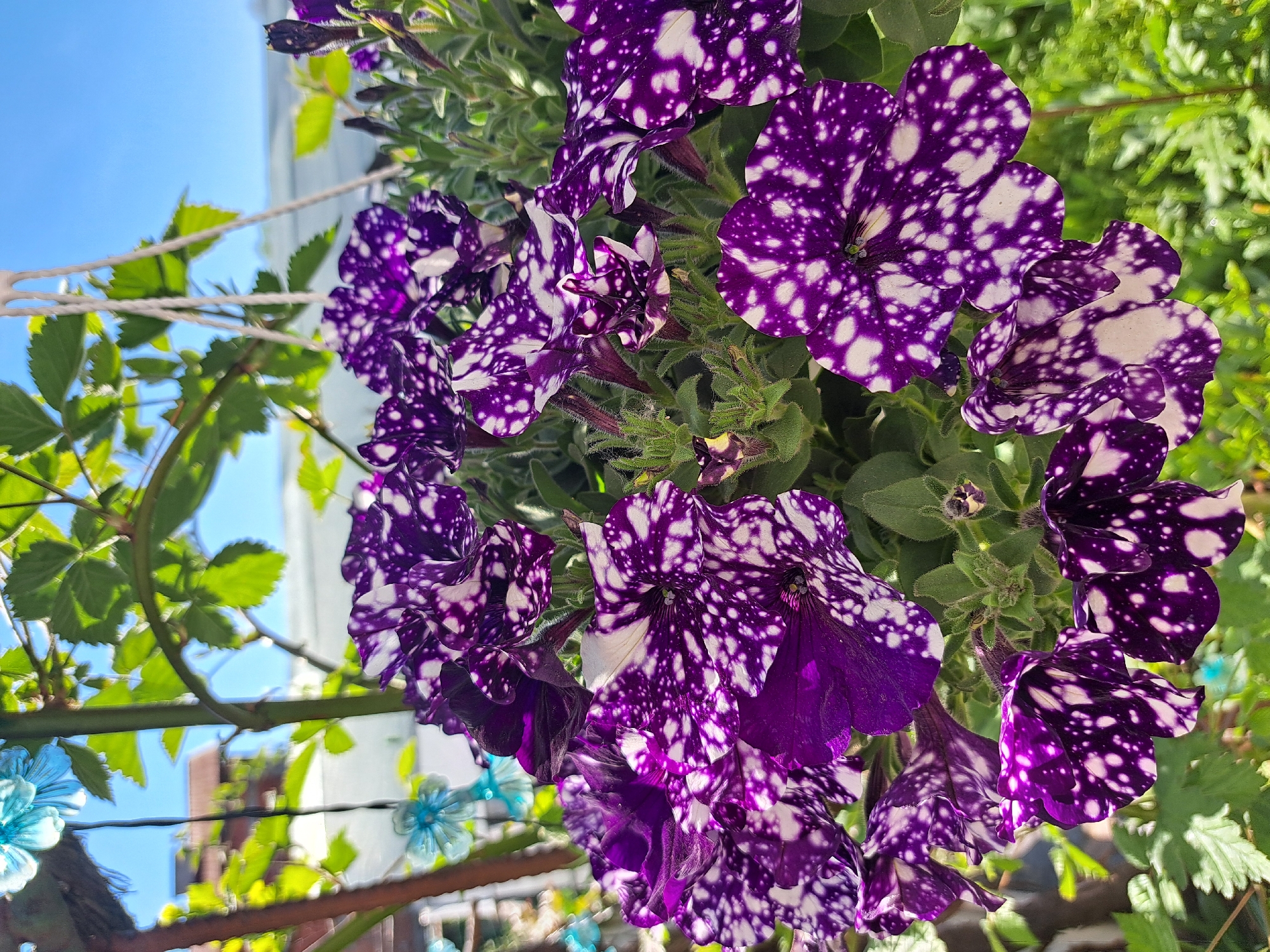 Woman photographs herself and petunias during morning routine