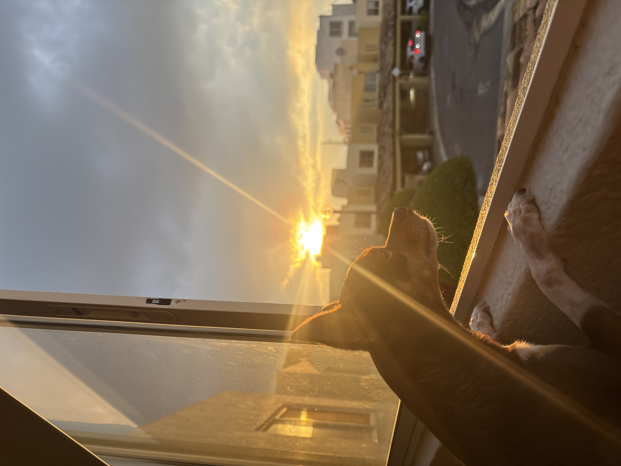Dog watches dramatic sunrise from window in Puebla