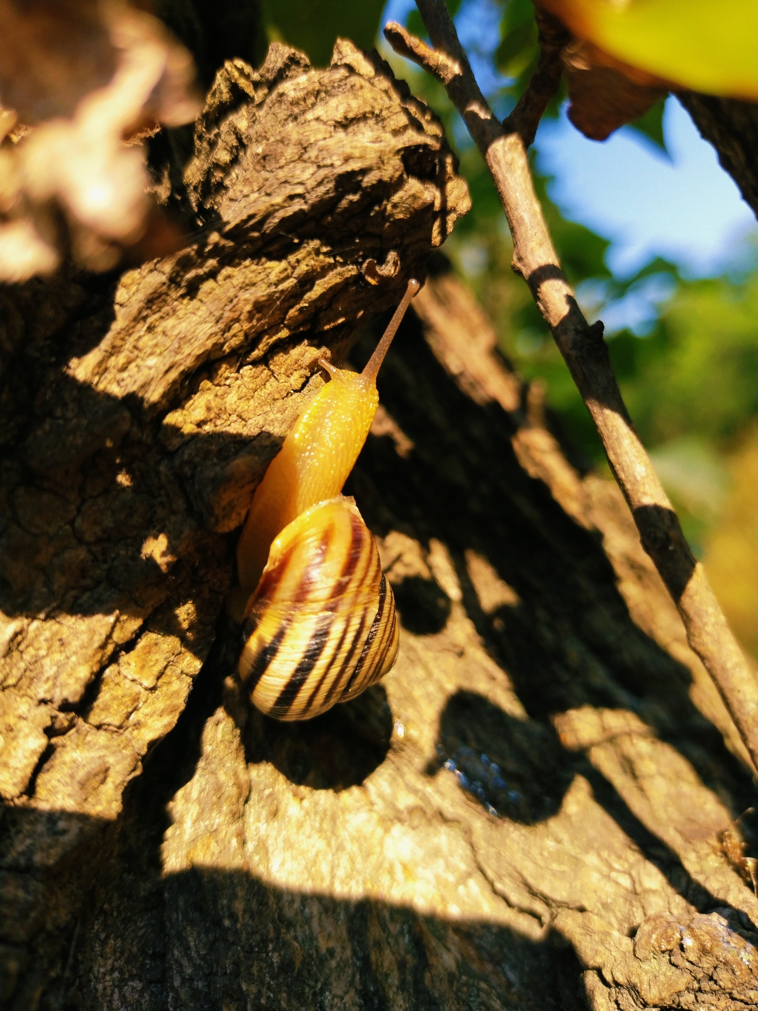 Quiet summer morning in Horishni Plavni, full of small nature details